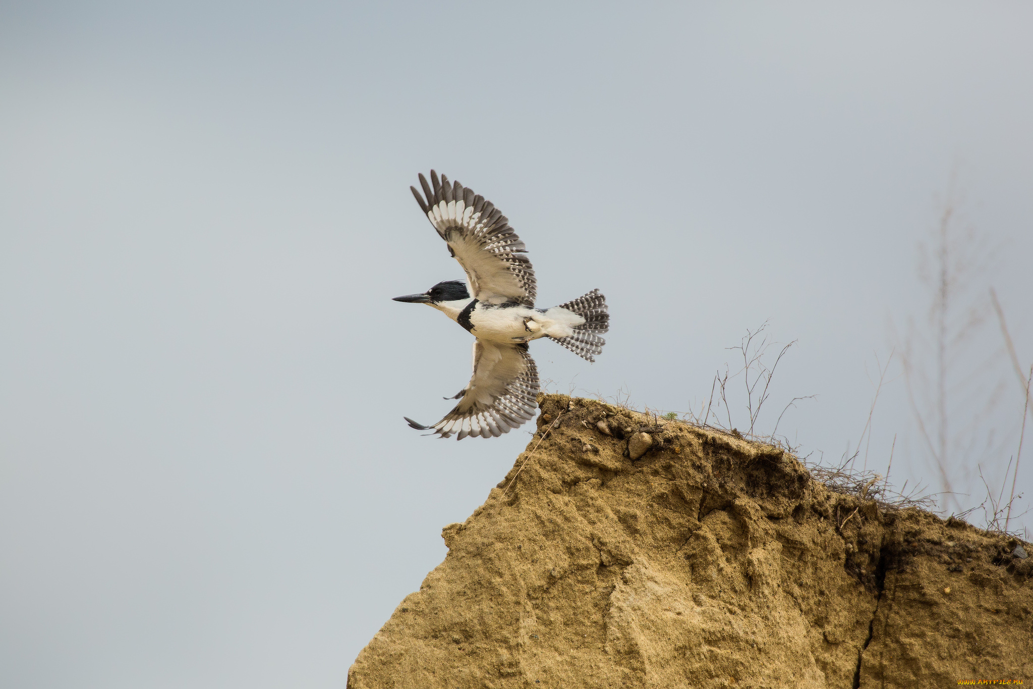 животные, птицы, птица, крылья, полёт, небо