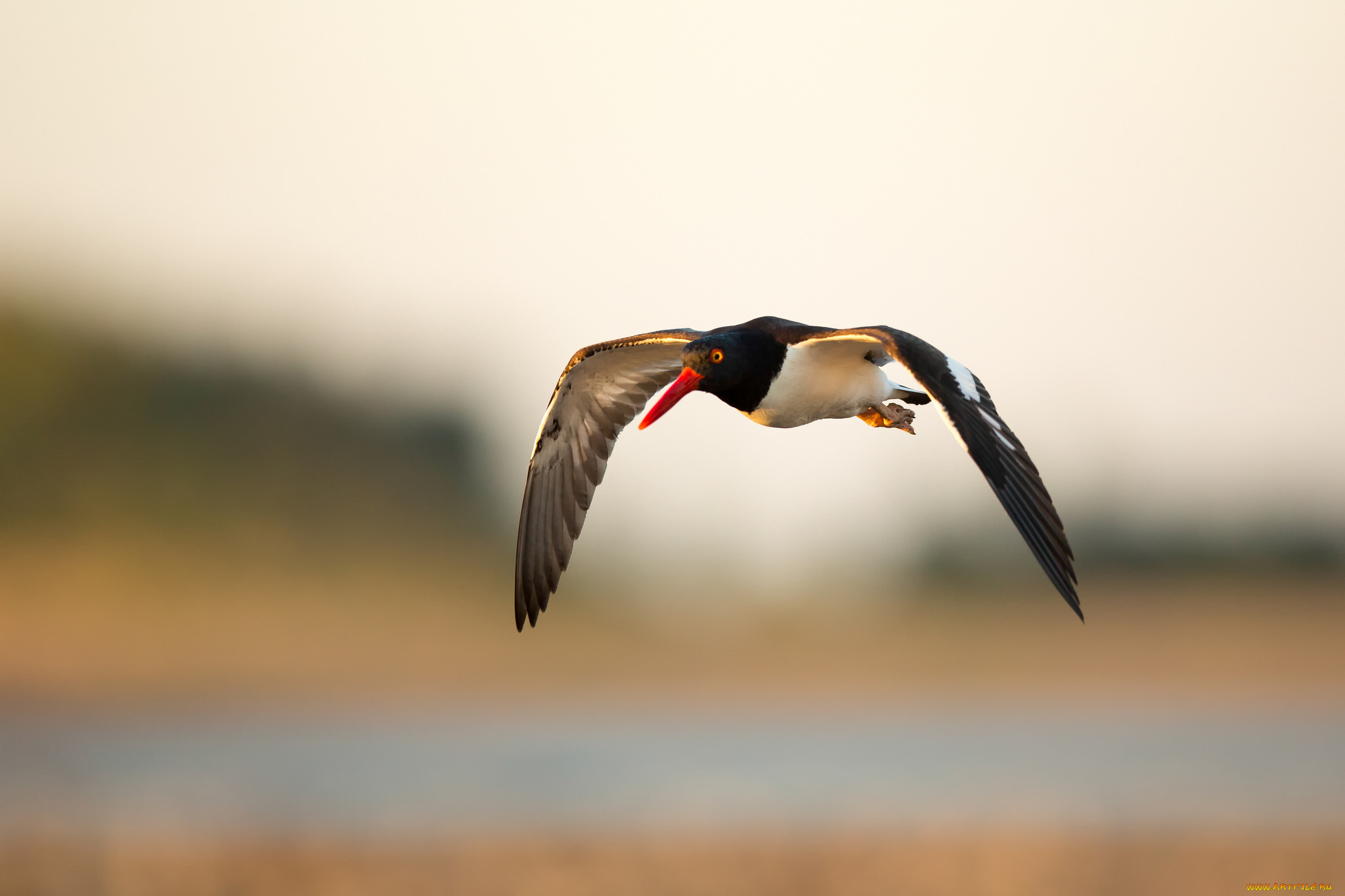 животные, птицы, птица, небо, летит