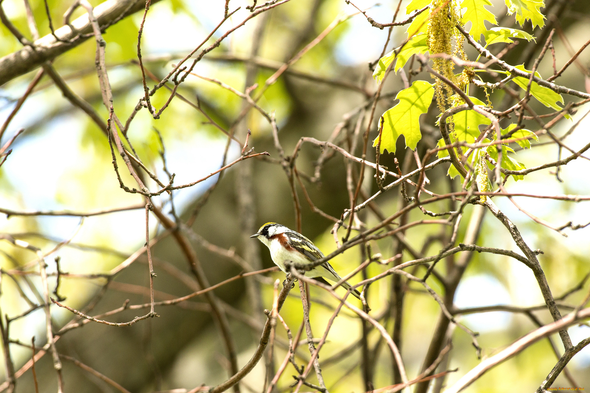 животные, птицы, птица, ветки, листья