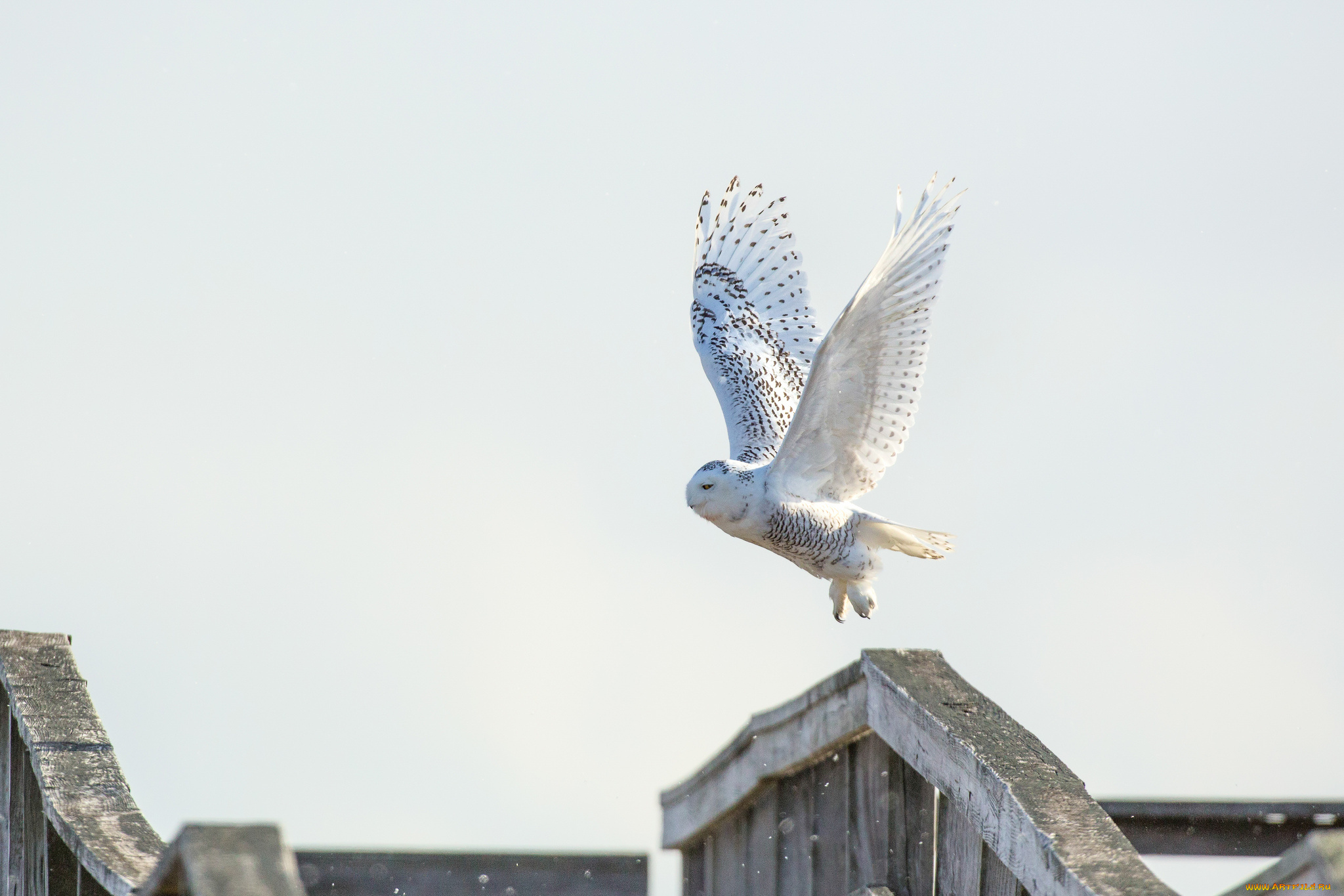 животные, совы, сова, птица, полёт, белая, небо
