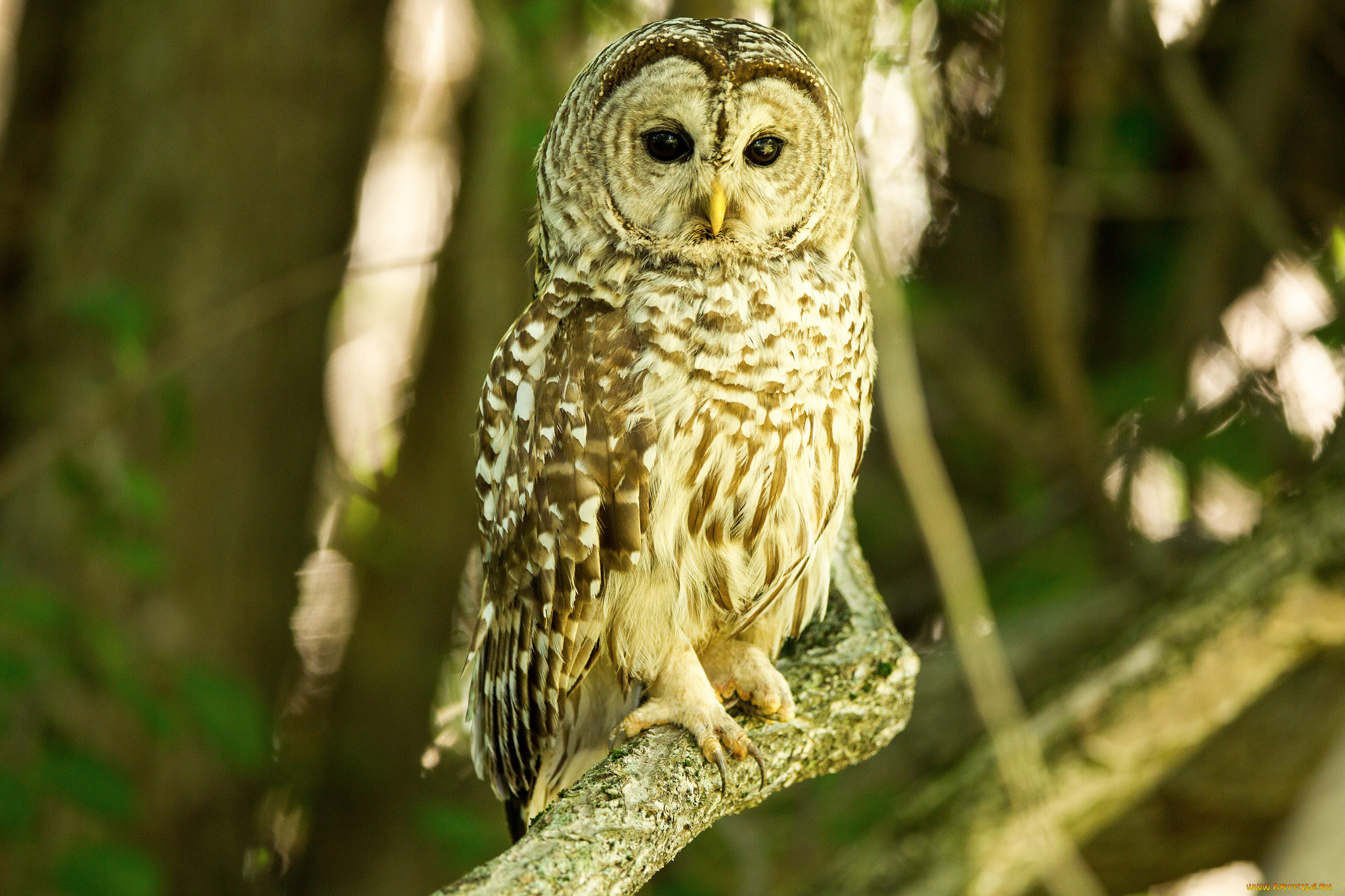 животные, совы, ветка, птица, сова