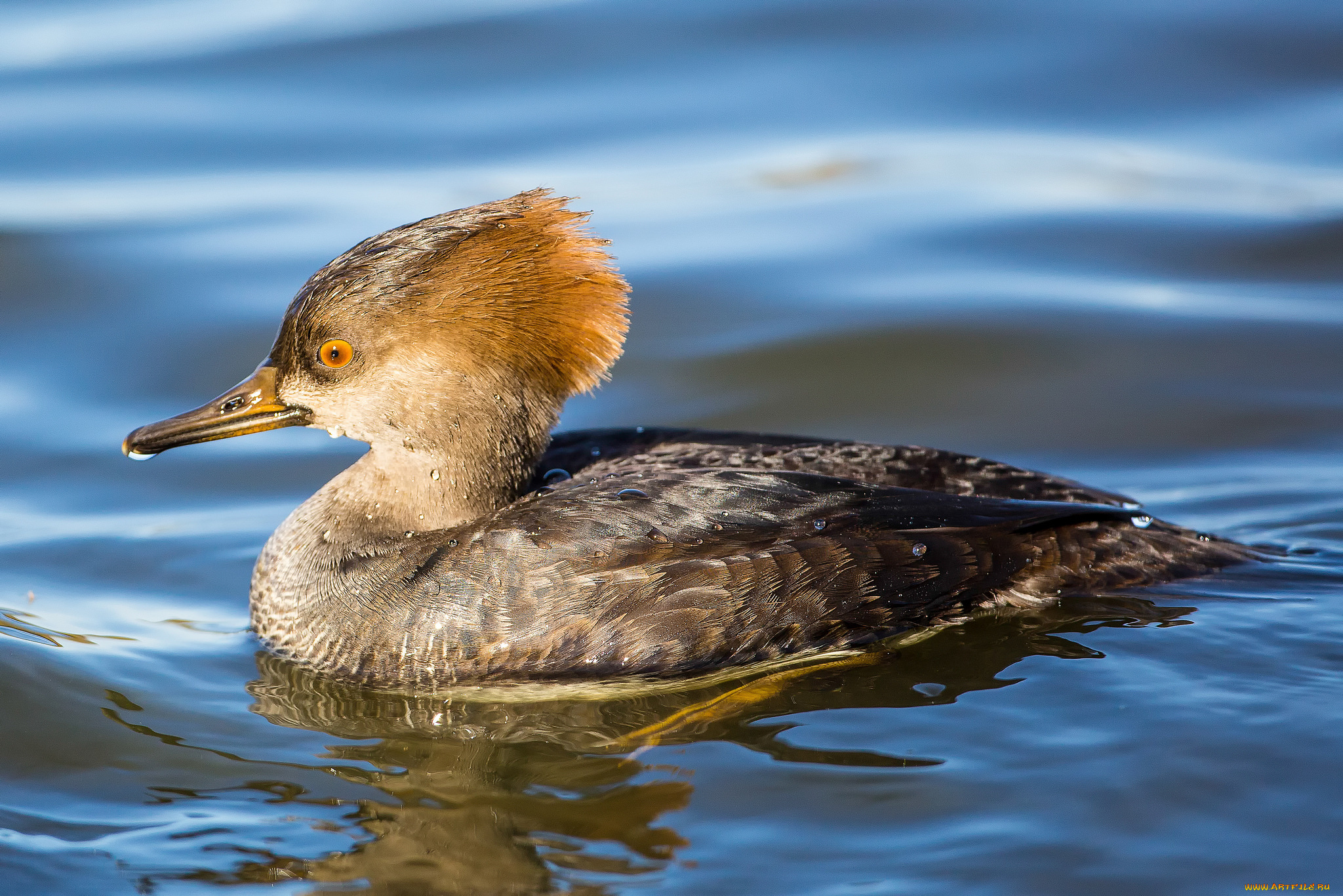 животные, Чомги, , поганки, поганка, птица, вода