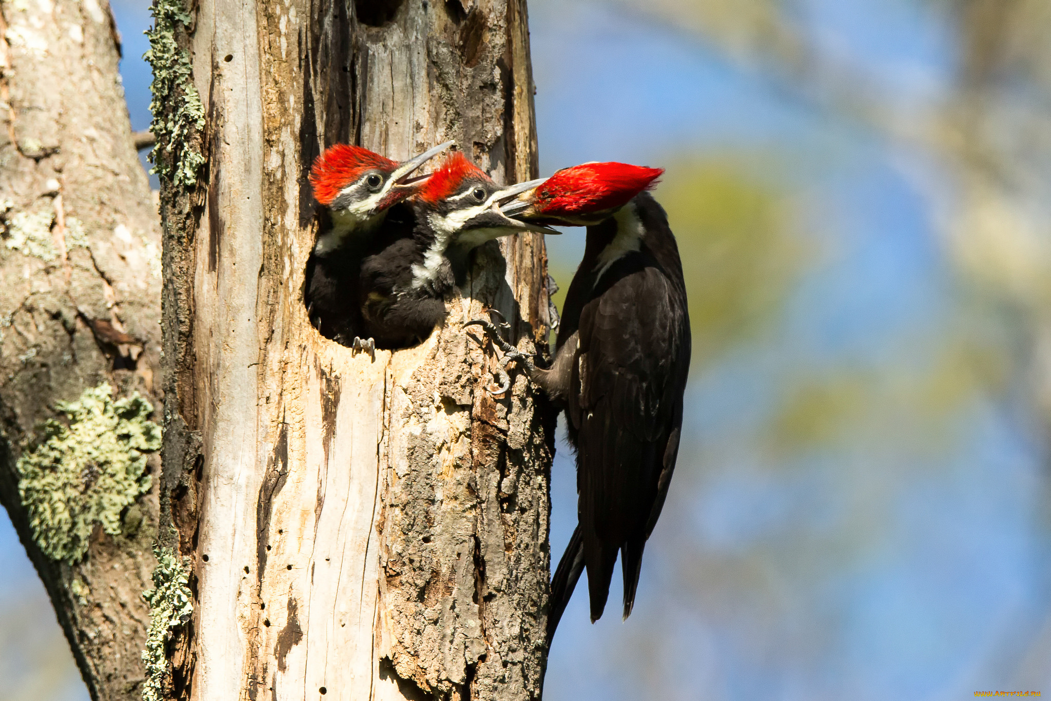животные, дятлы, дерево, дупло, дятел, птенцы