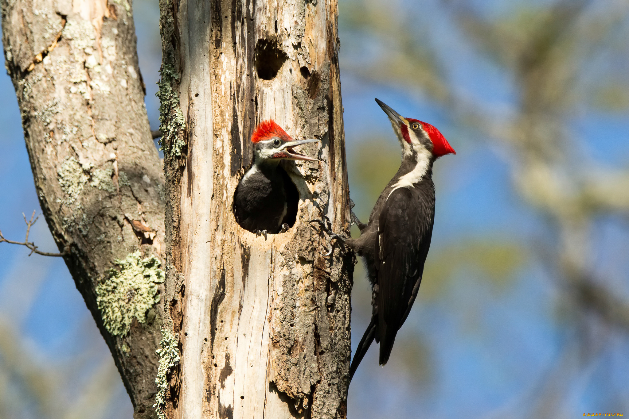 животные, дятлы, дерево, дупло, дятел, птенец