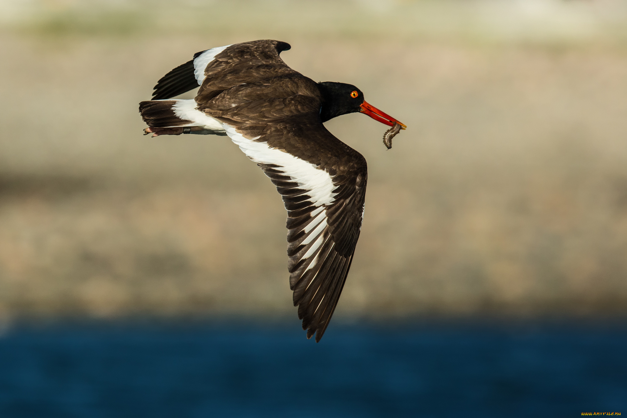 животные, птицы, клюв, гусеница, полёт, птица
