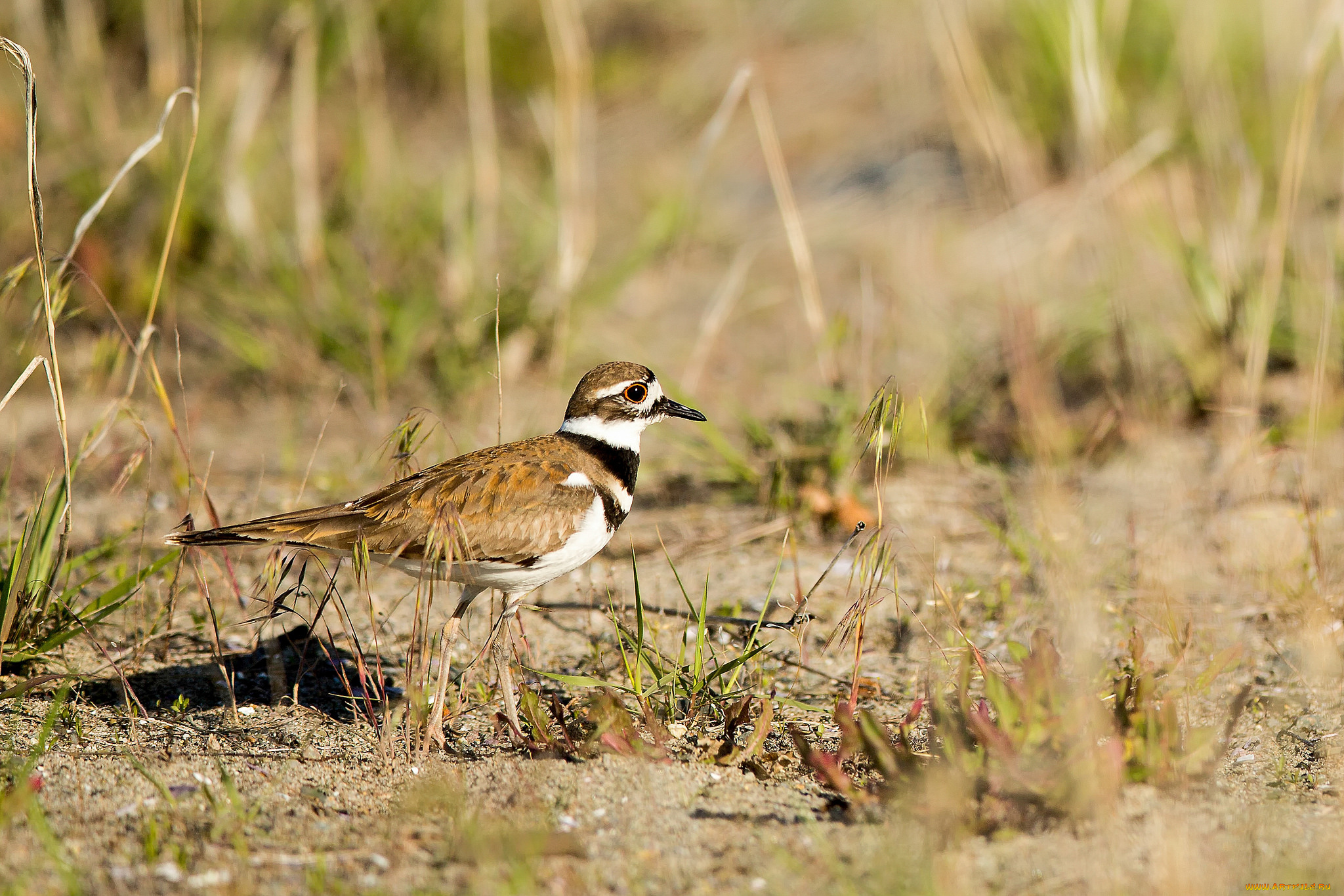 животные, птицы, птица, трава, природа