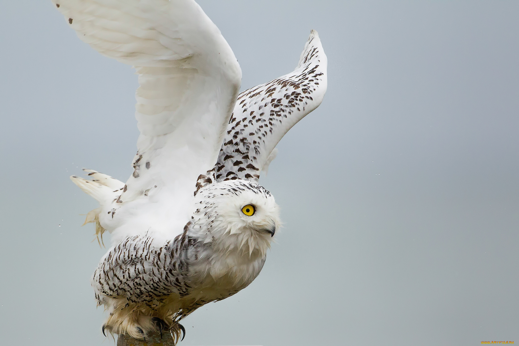 животные, совы, сова, белая, птица, крылья