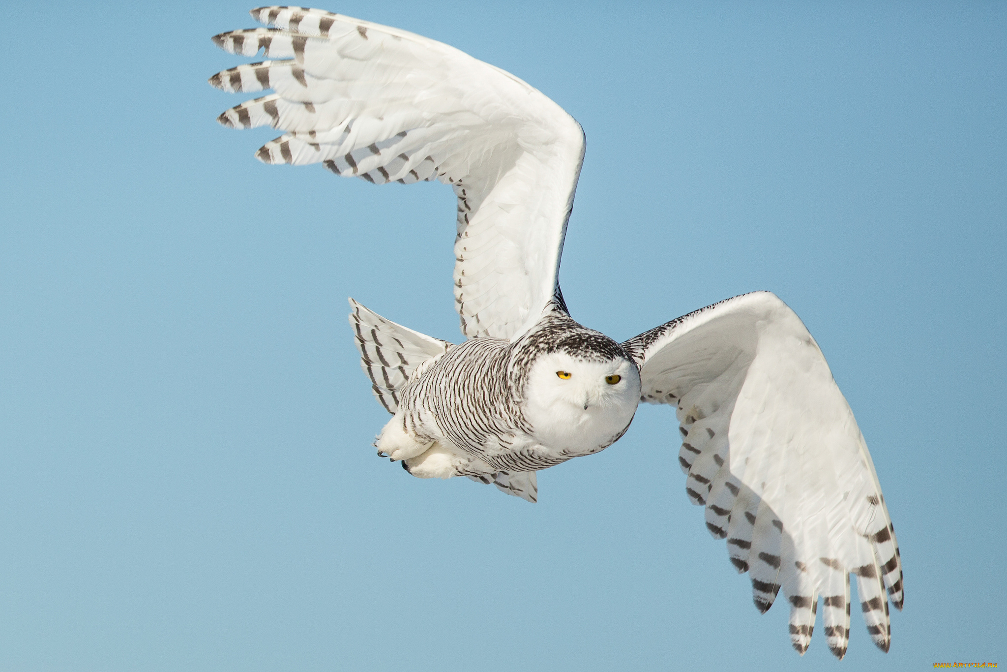 животные, совы, сова, птица, летит, крылья, небо