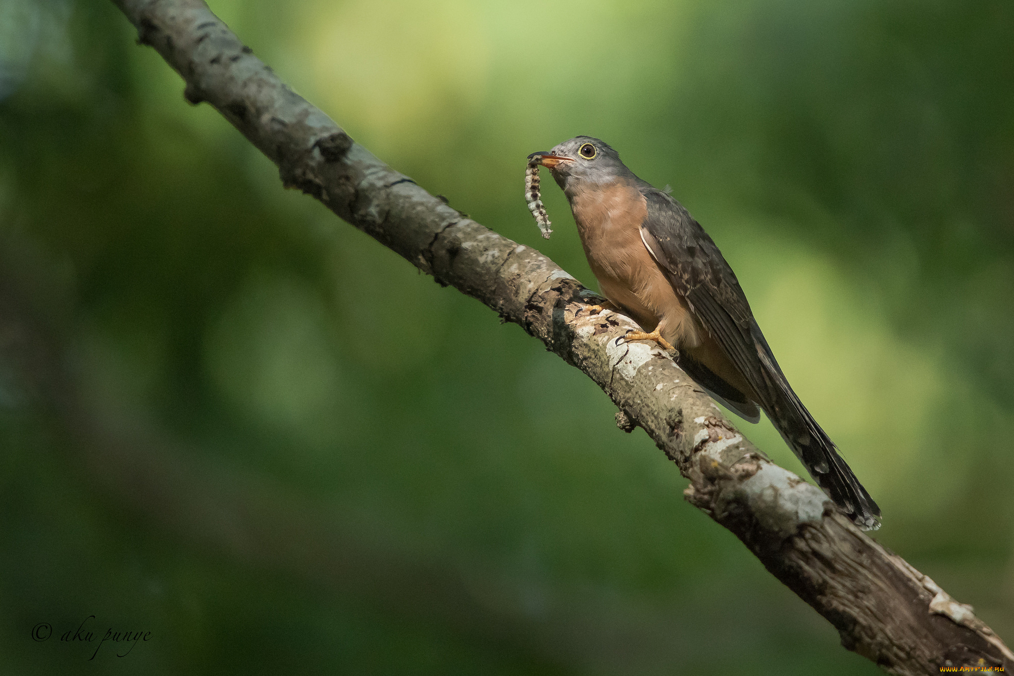 животные, птицы, фон, ветка, птица, гусеница, еда
