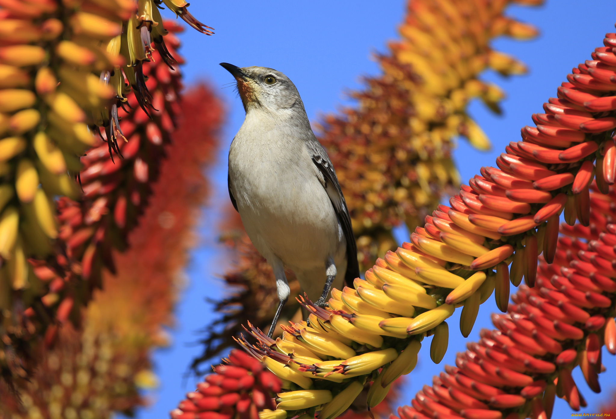 животные, птицы, природа, цветы, небо, птица
