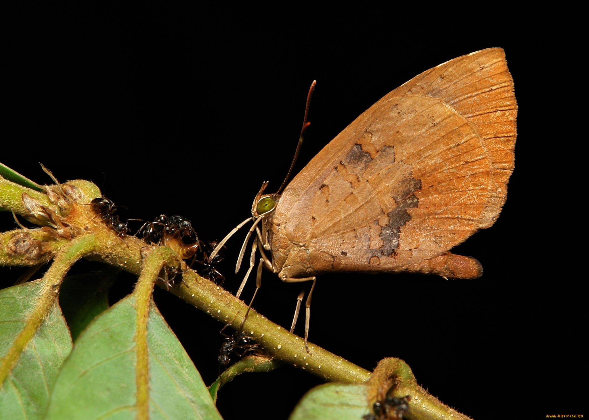 животные, бабочки, , мотыльки, , моли, itchydogimages, бабочка, макро, узор, крылья, усики