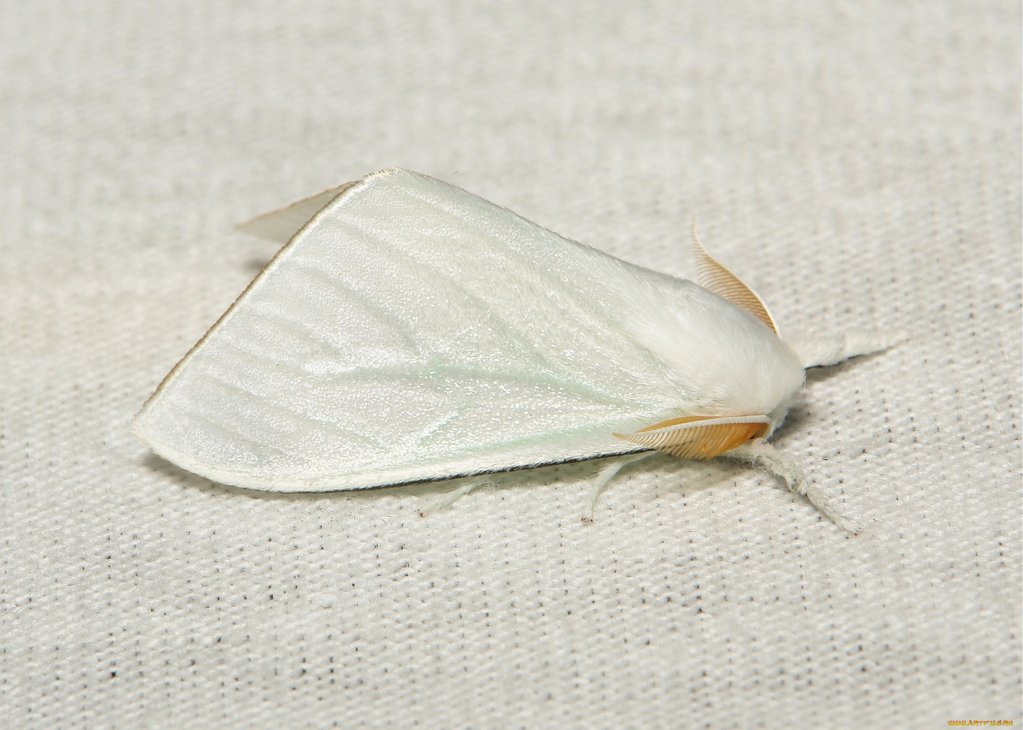 животные, бабочки, , мотыльки, , моли, макро, itchydogimages, мотылёк, моль