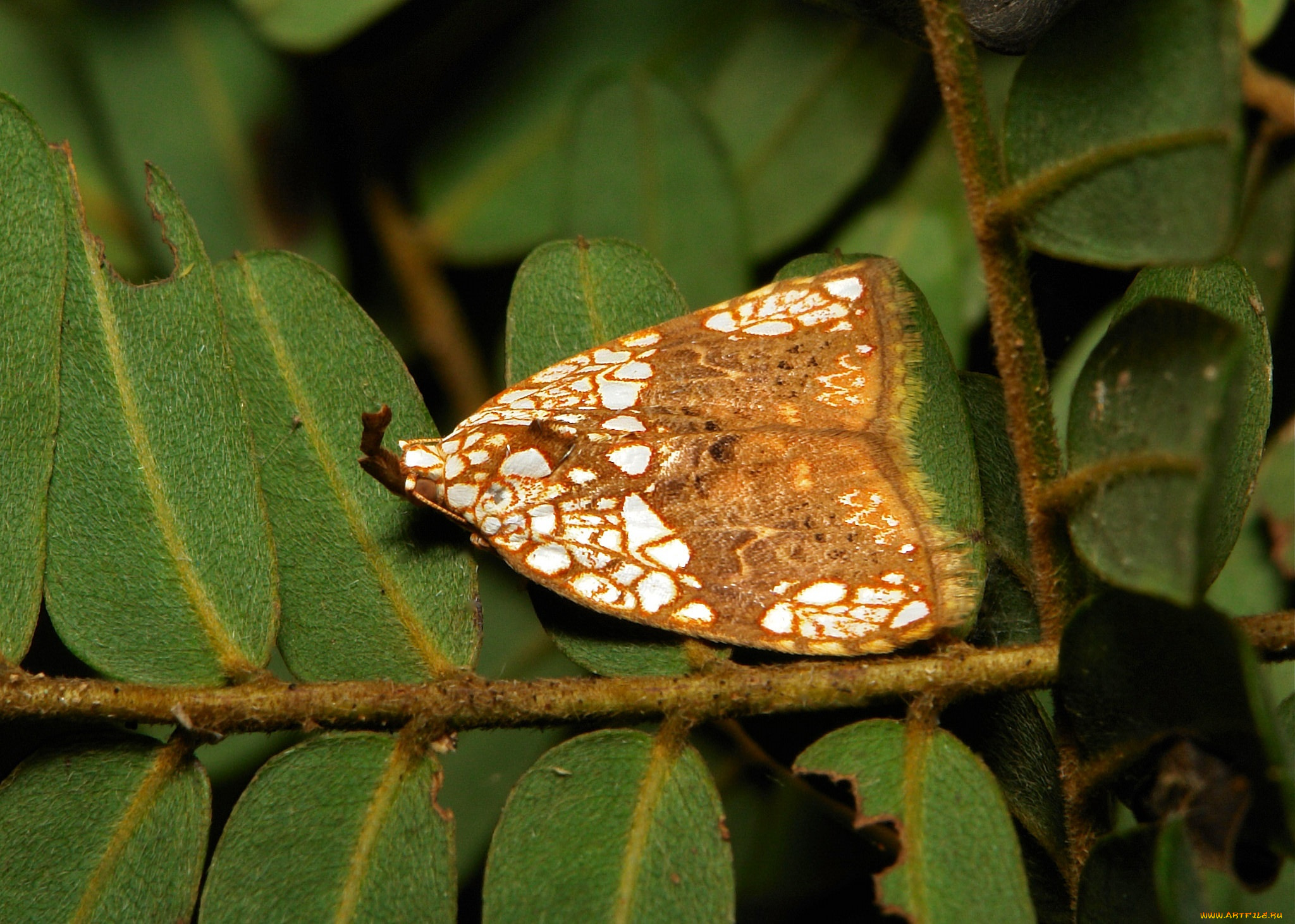 животные, бабочки, , мотыльки, , моли, моль, насекомое, макро, itchydogimages