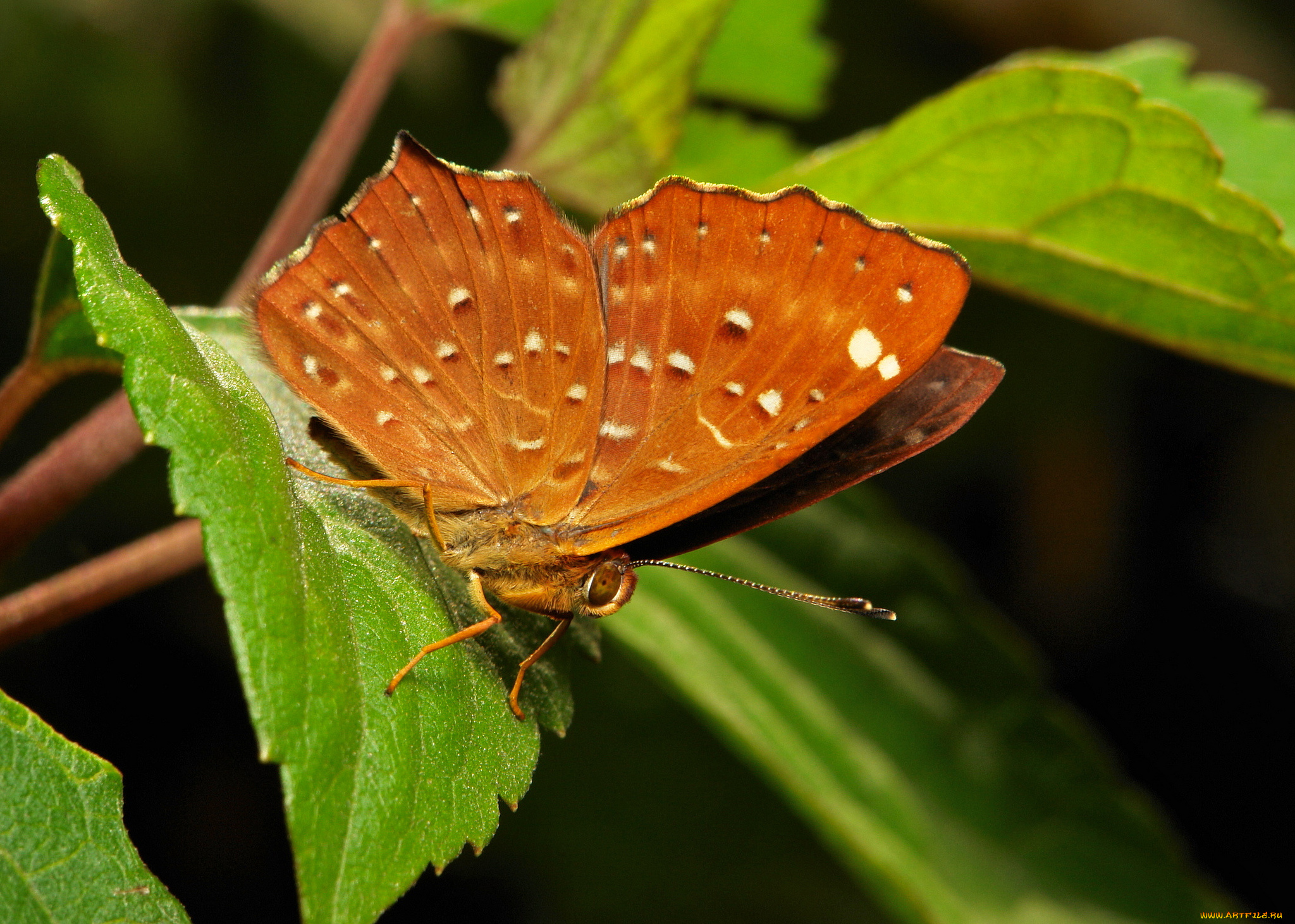 животные, бабочки, , мотыльки, , моли, узор, усики, крылья, бабочка, макро, itchydogimages