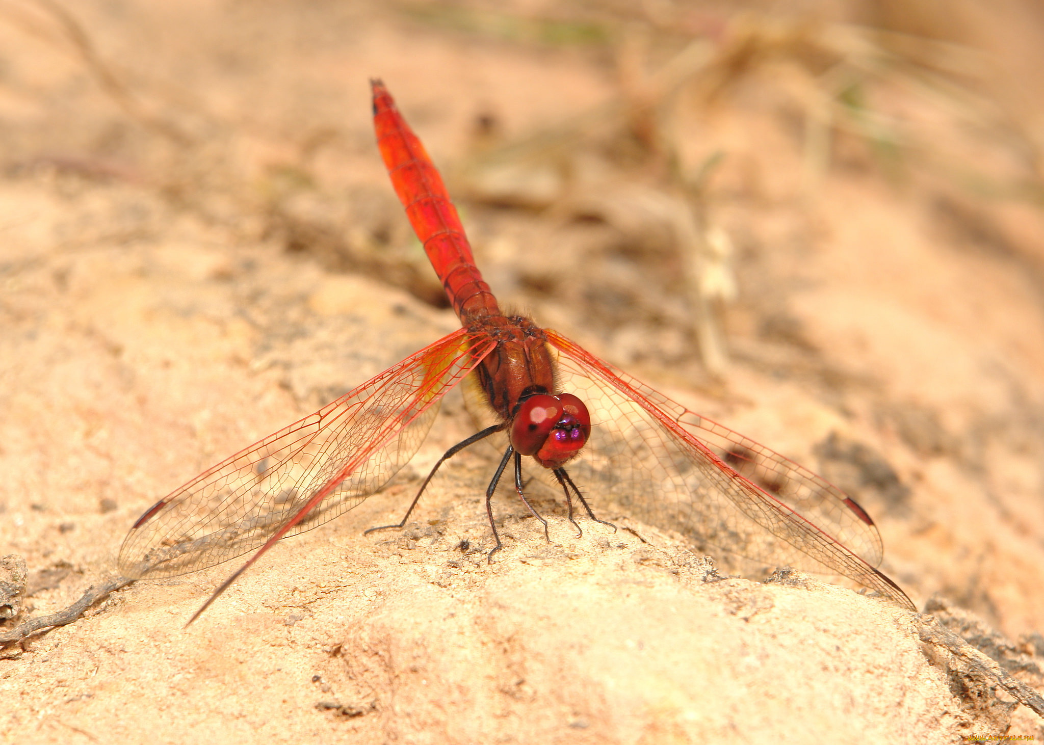 животные, стрекозы, макро, стрекоза, itchydogimages