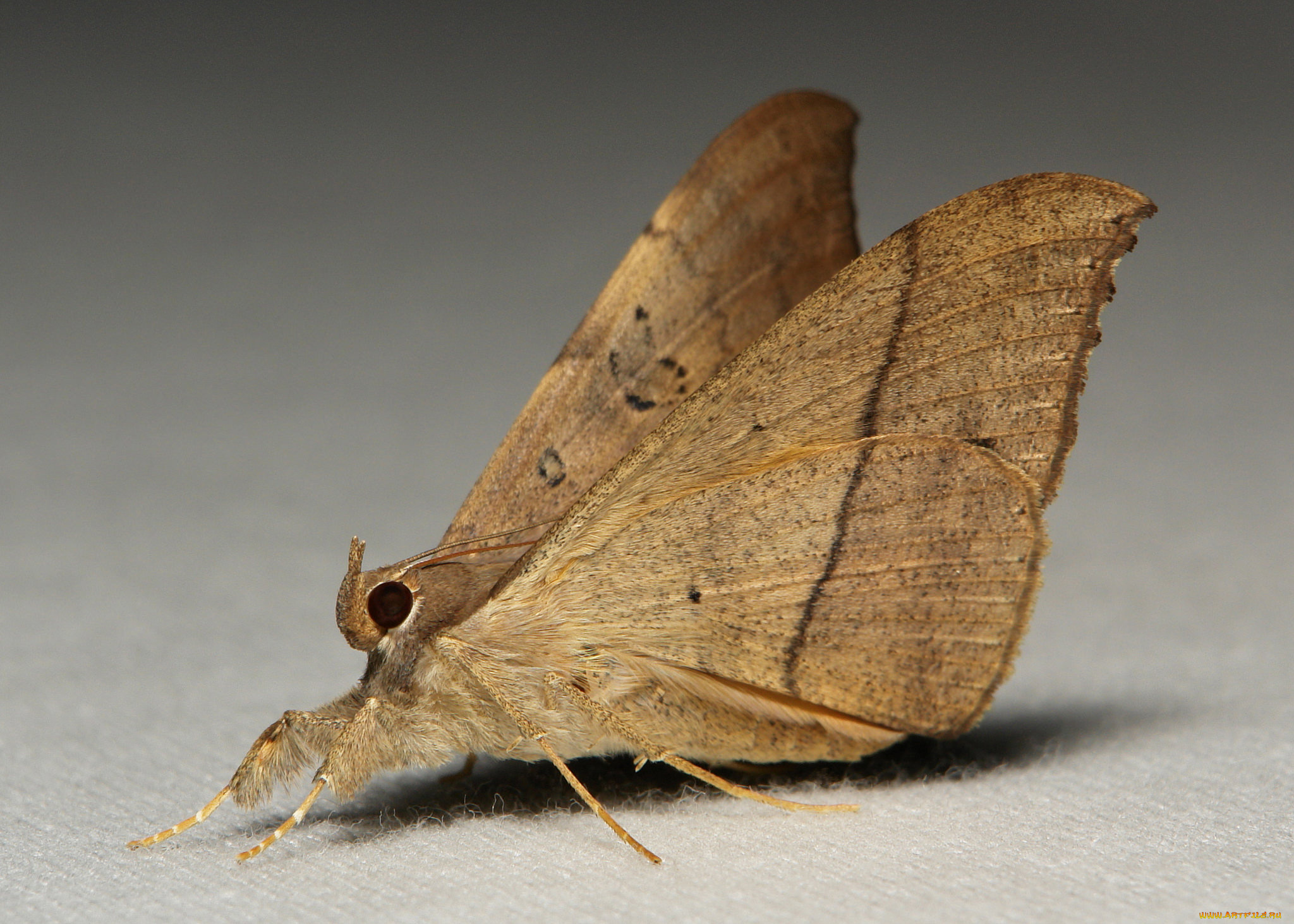 животные, бабочки, , мотыльки, , моли, itchydogimages, макро, моль, крылья