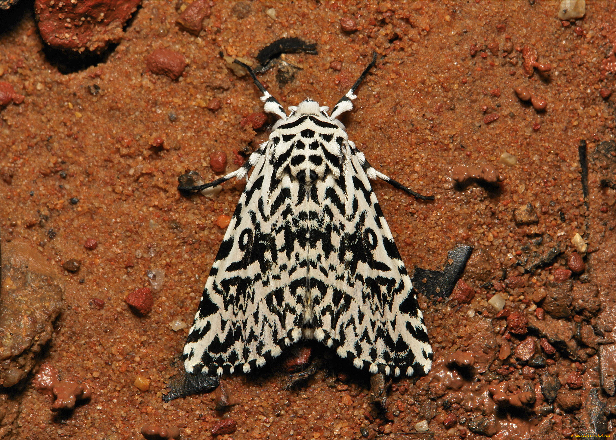 животные, бабочки, , мотыльки, , моли, itchydogimages, макро, моль, крылья, усики, узор