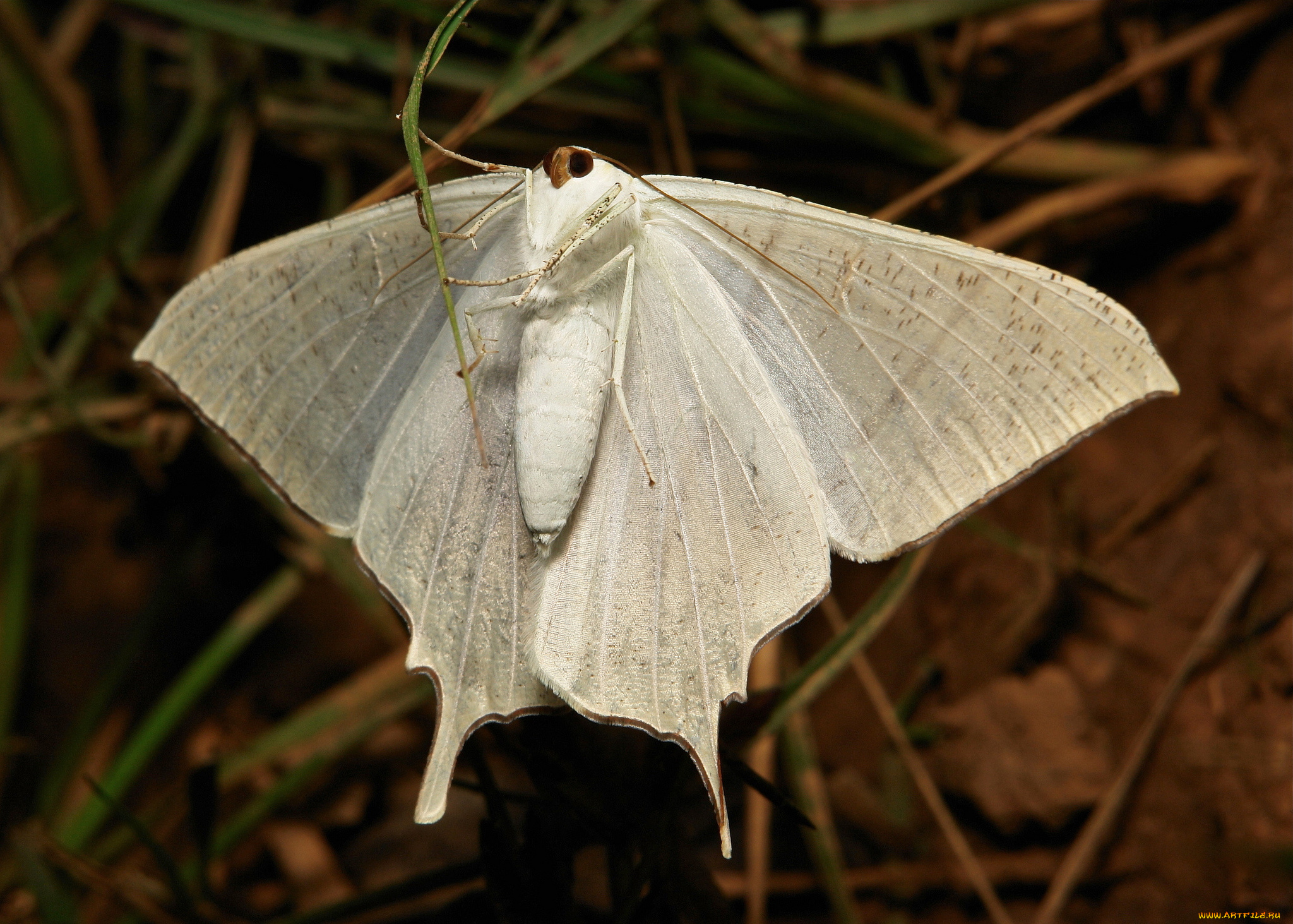 животные, бабочки, , мотыльки, , моли, макро, itchydogimages, мотылёк, насекомое