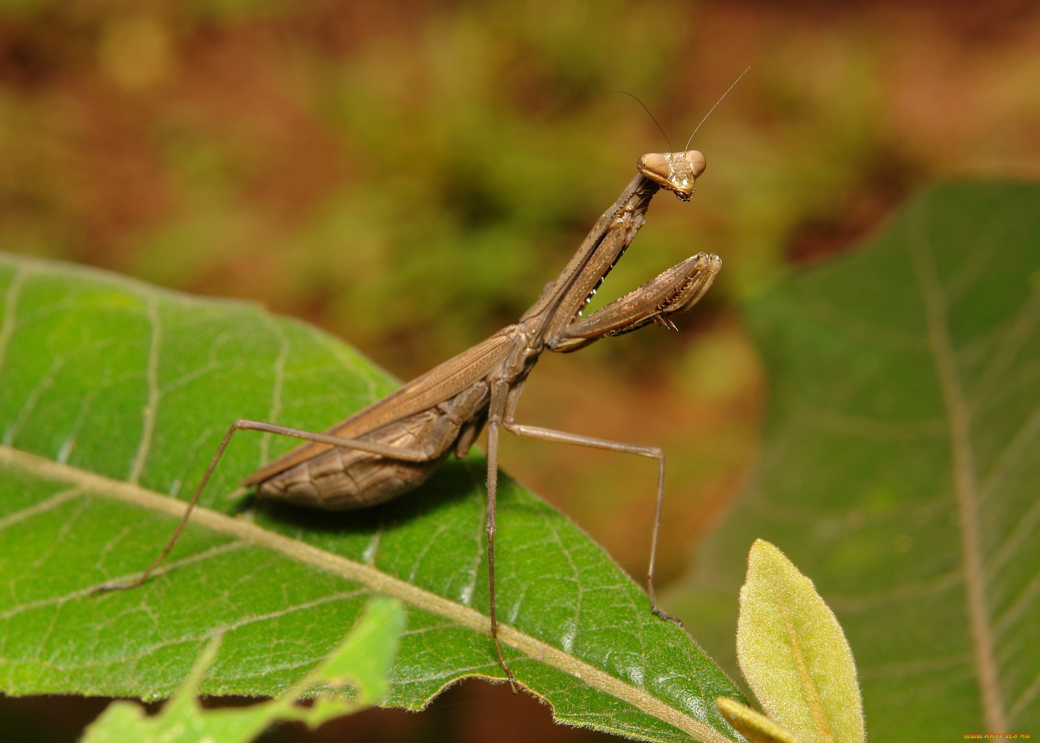 животные, богомолы, itchydogimages, макро, богомол, насекомое, листья