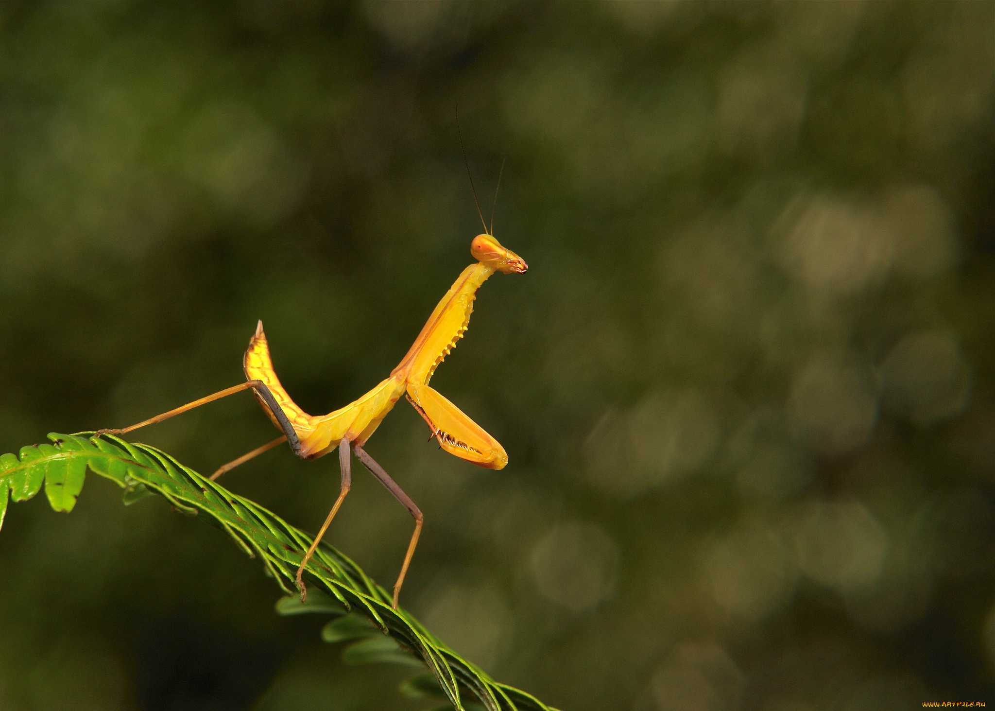 животные, богомолы, насекомое, богомол, макро, itchydogimages