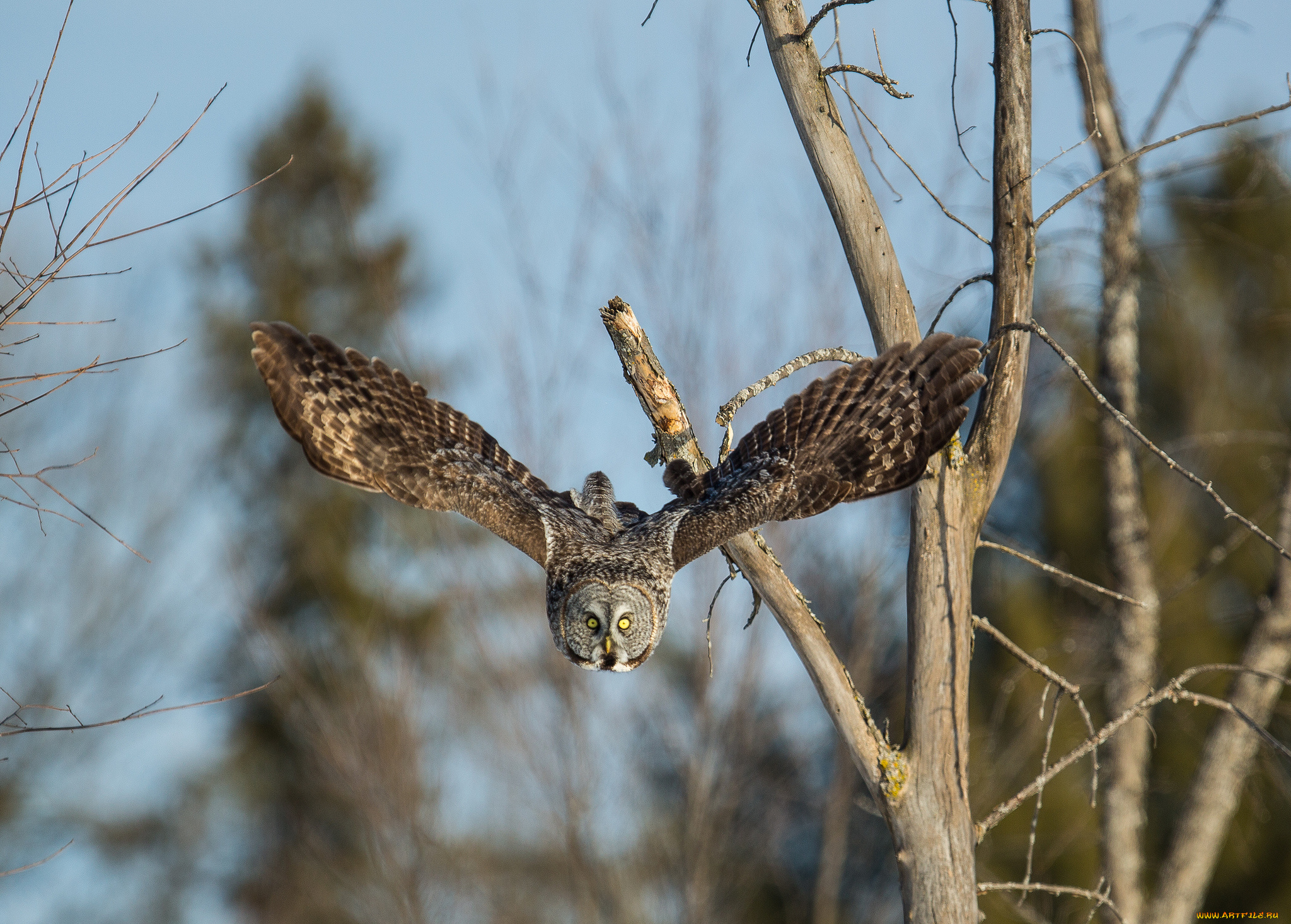 животные, совы, сова, природа, птица, взгляд, летит, крылья, ветки