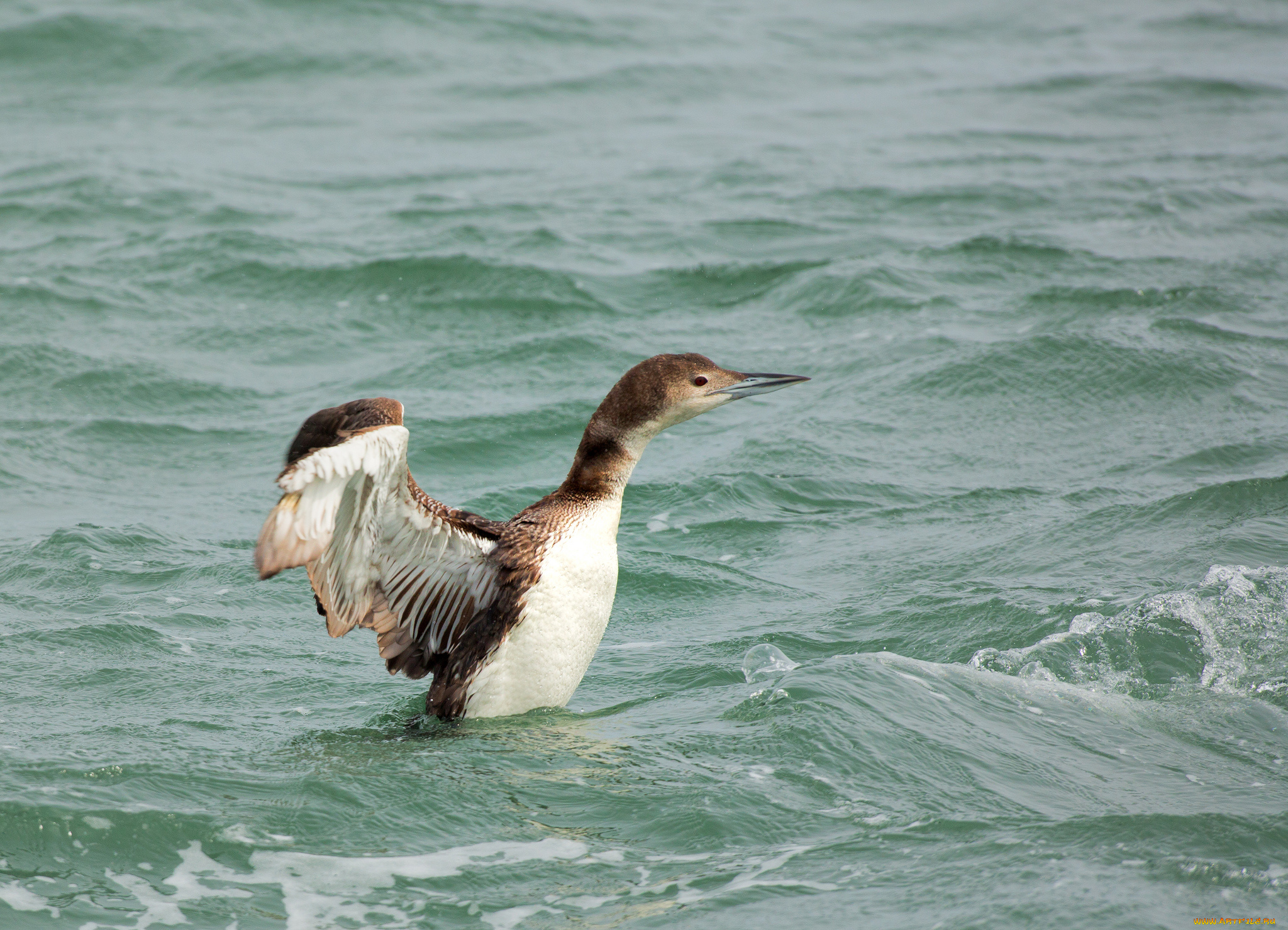 животные, птицы, птица, вода, брызги
