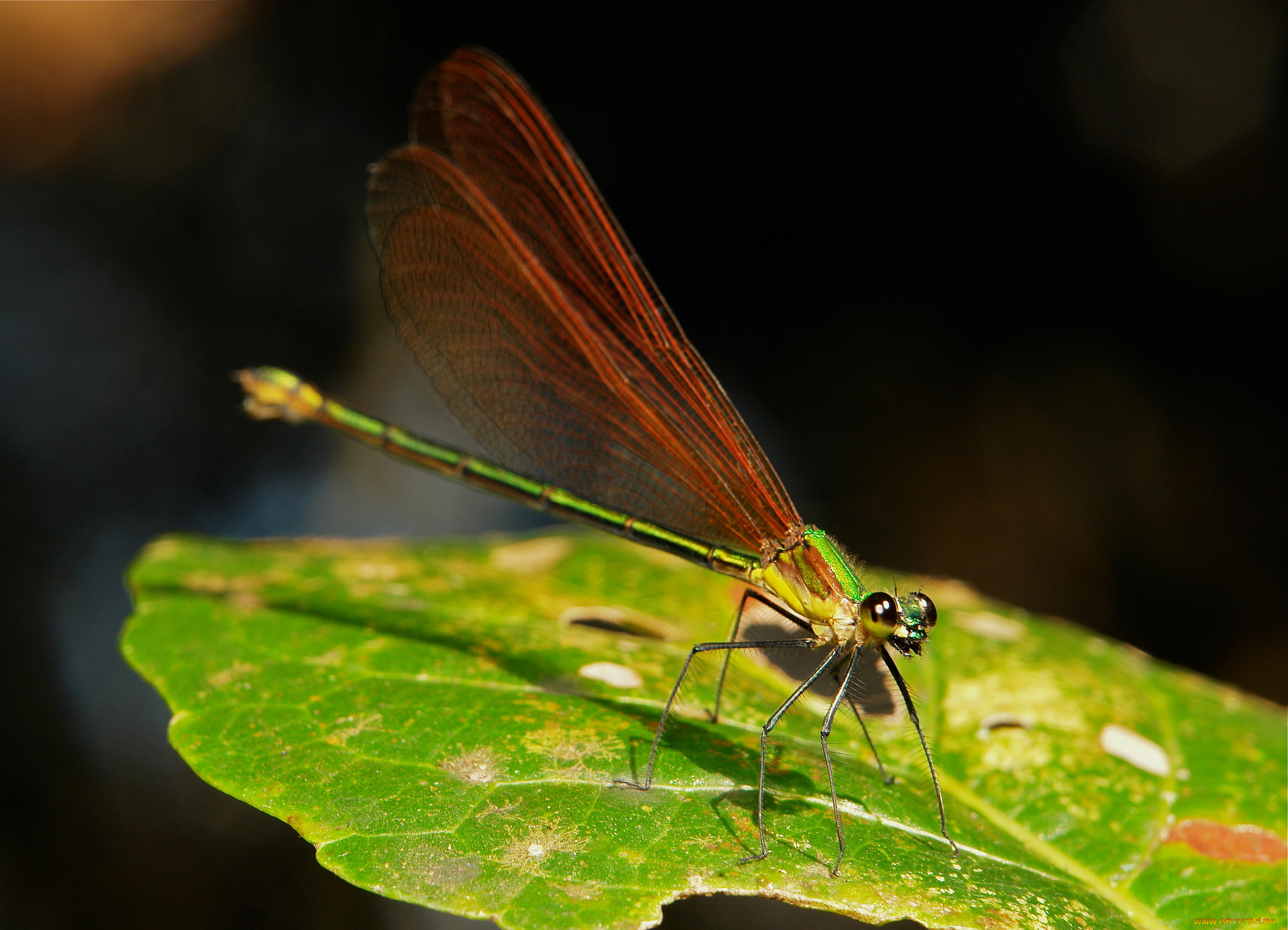 животные, стрекозы, лист, стрекоза, макро, itchydogimages