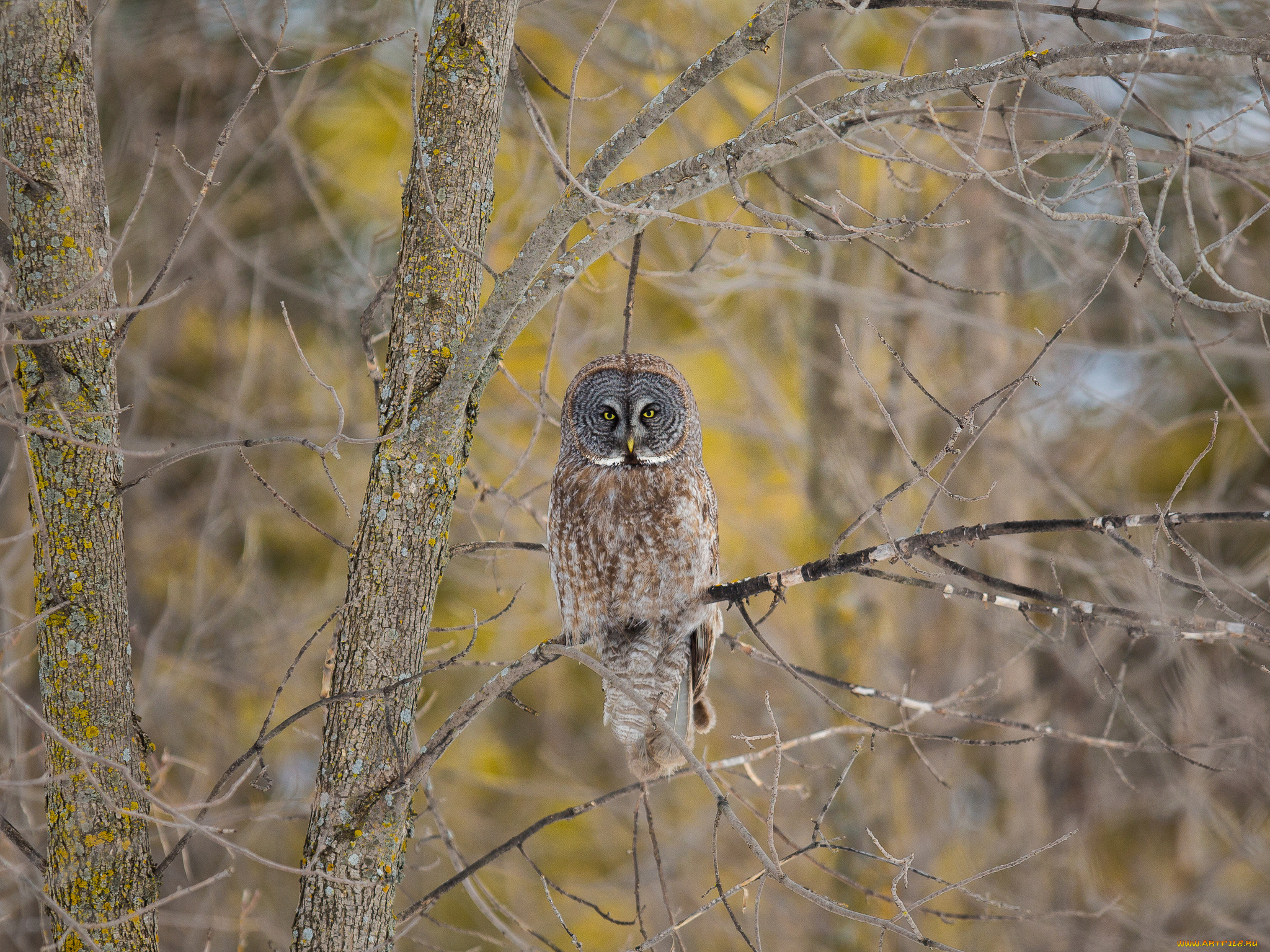 животные, совы, сова, птица, дерево, ветки