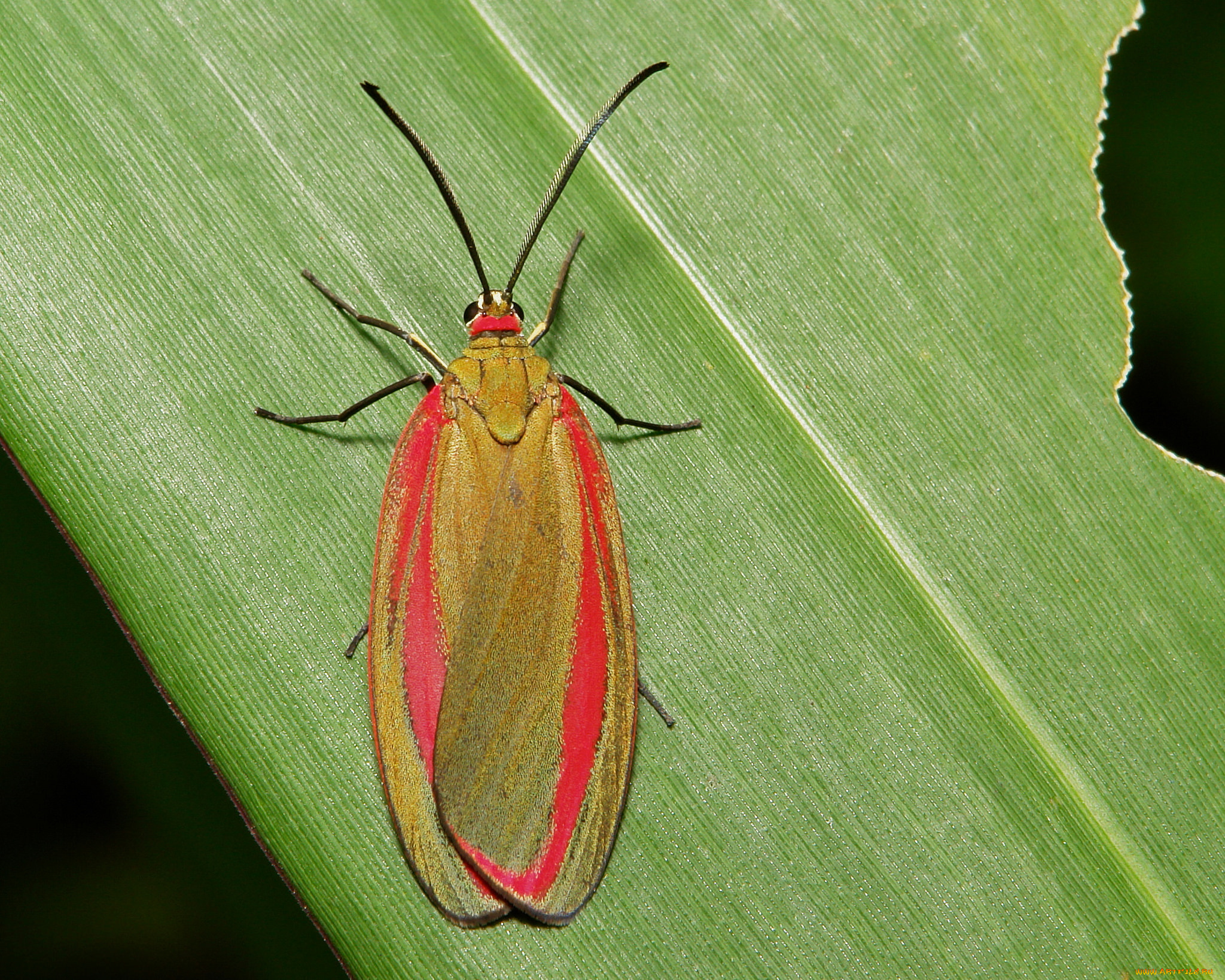 животные, бабочки, , мотыльки, , моли, itchydogimages, макро, моль, крылья, усики, узор