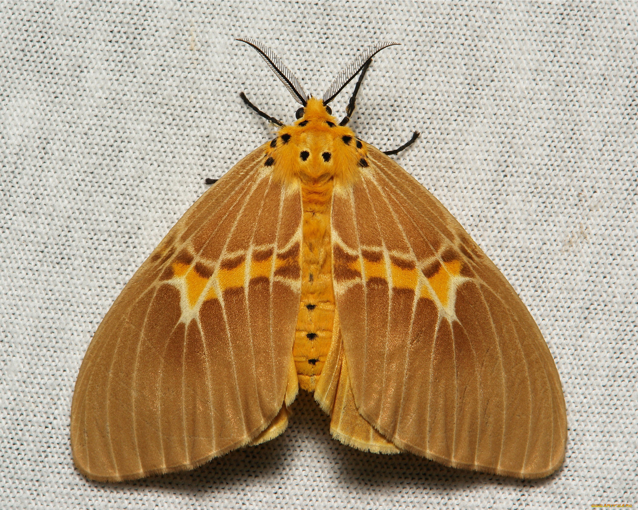 животные, бабочки, , мотыльки, , моли, макро, моль, бабочка, itchydogimages