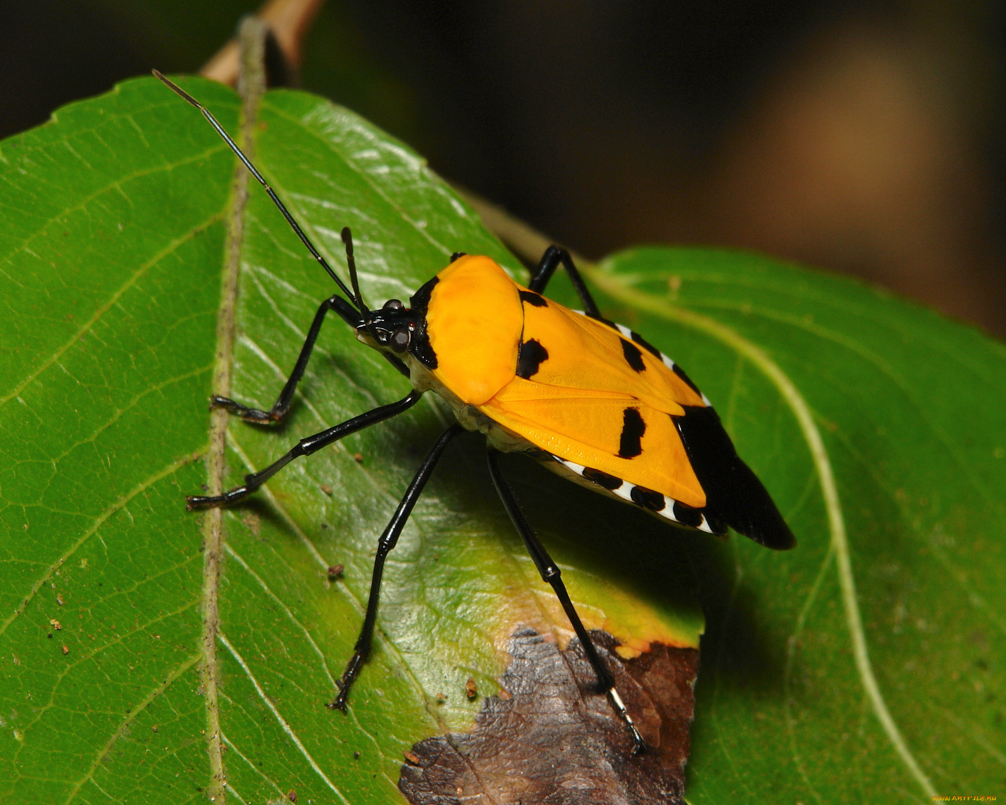 животные, насекомые, жук, травинка, листья, насекомое, макро