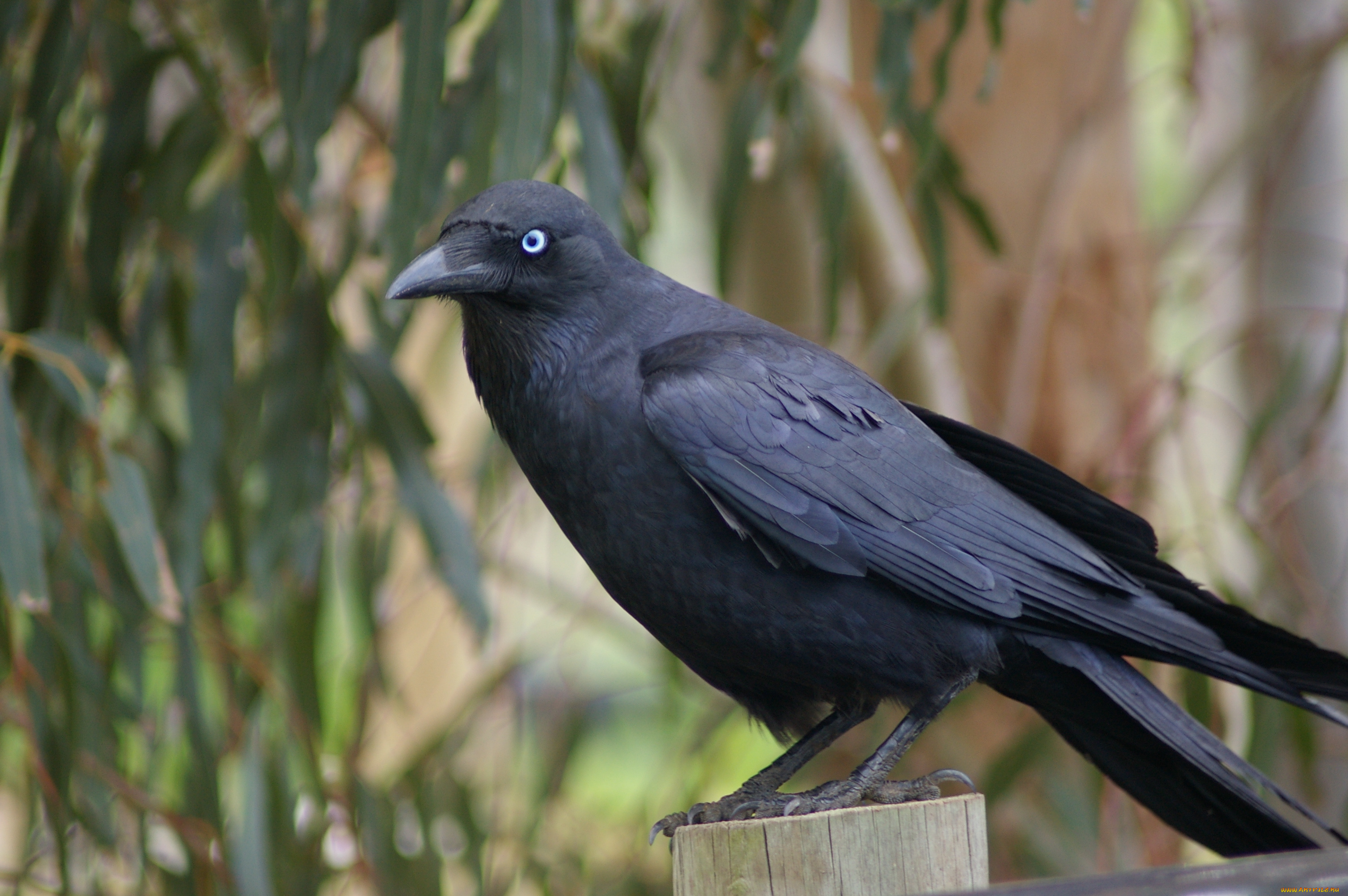 ворон, животные, вороны, , грачи, , галки, чёрный, птица