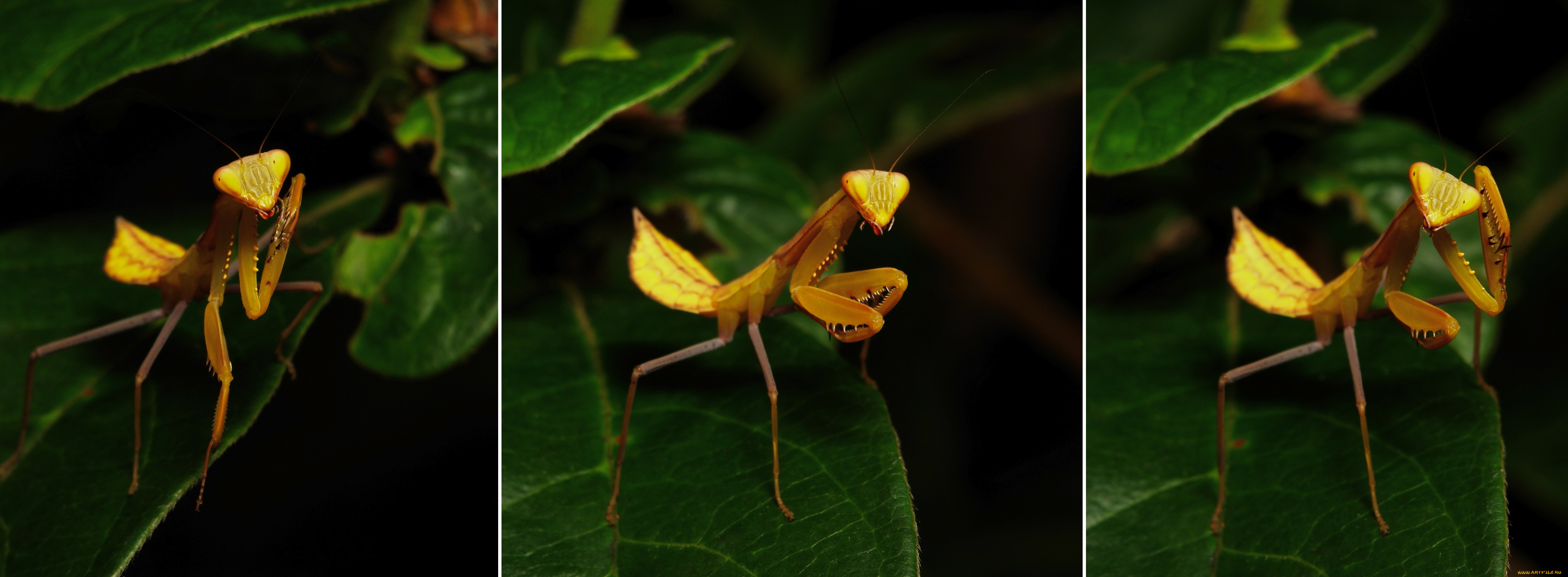 животные, богомолы, коллаж, богомол, itchydogimages, макро