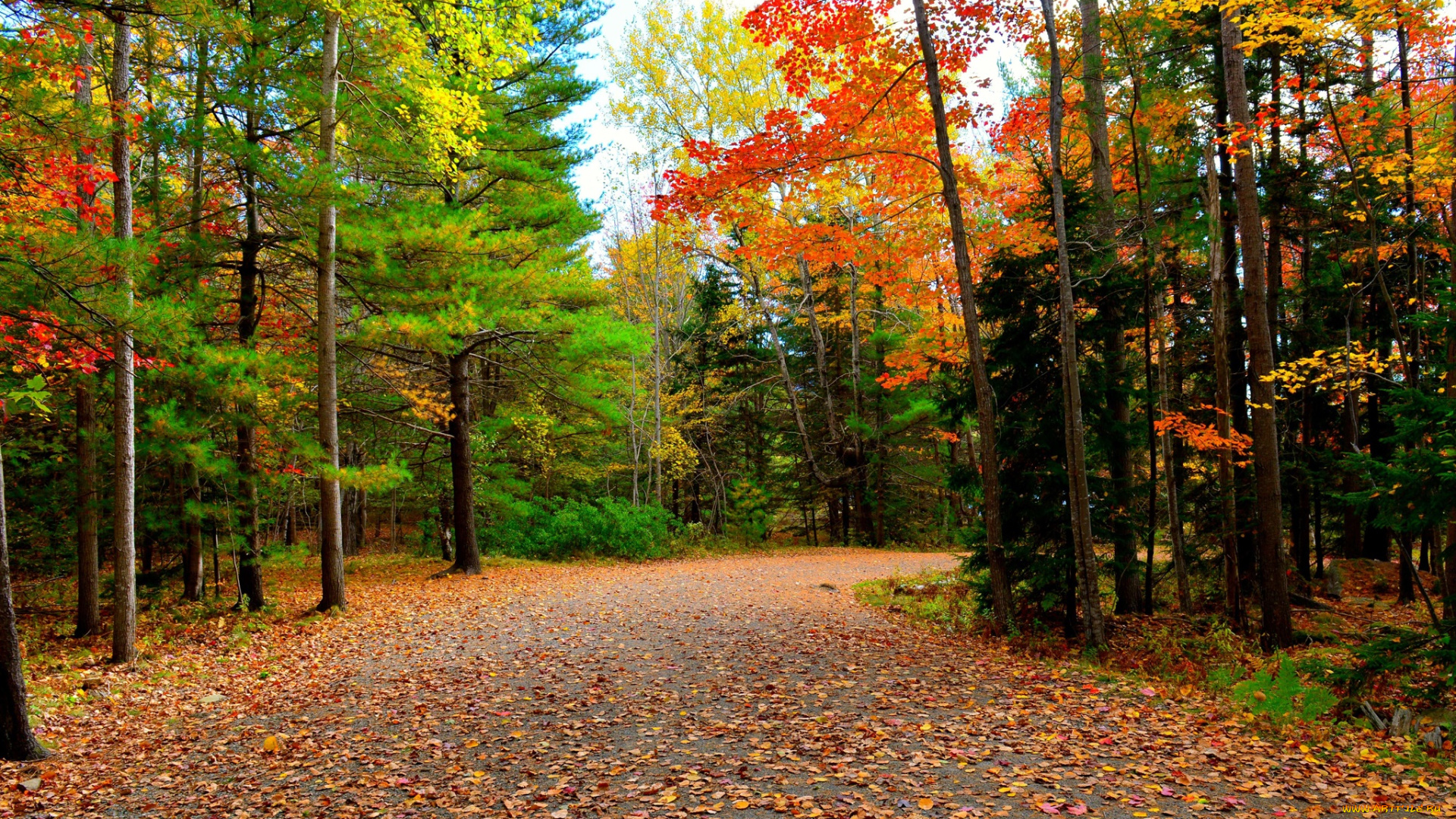 природа, дороги, осень, деревья, дорога, лес