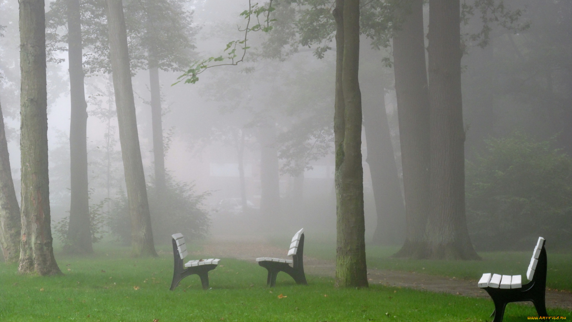 природа, парк, скамьи, туман