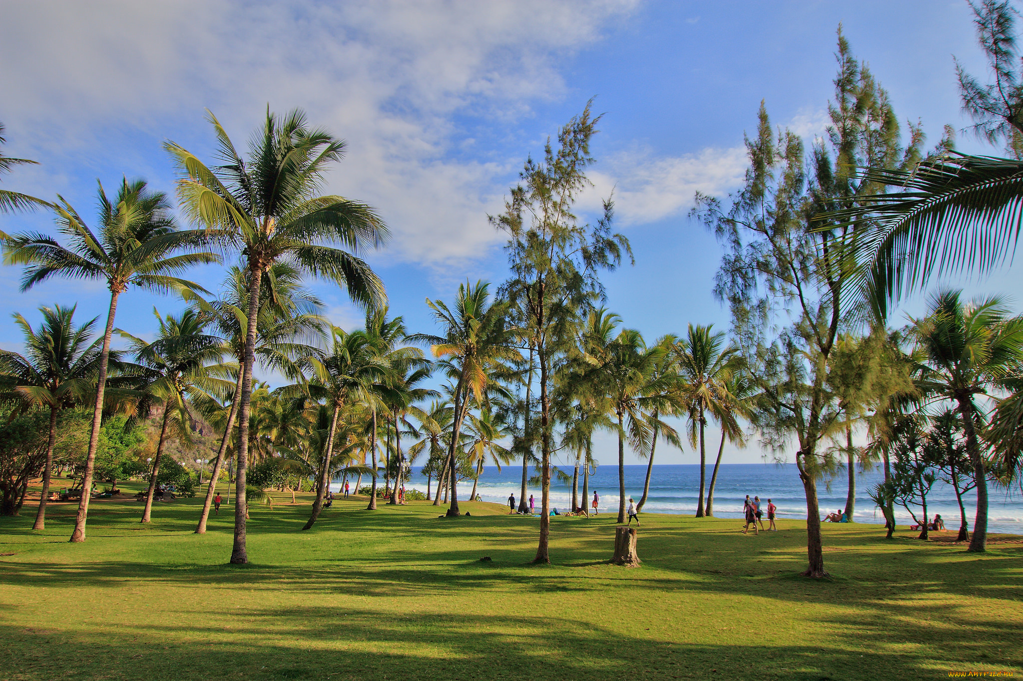 природа, тропики, пальмы