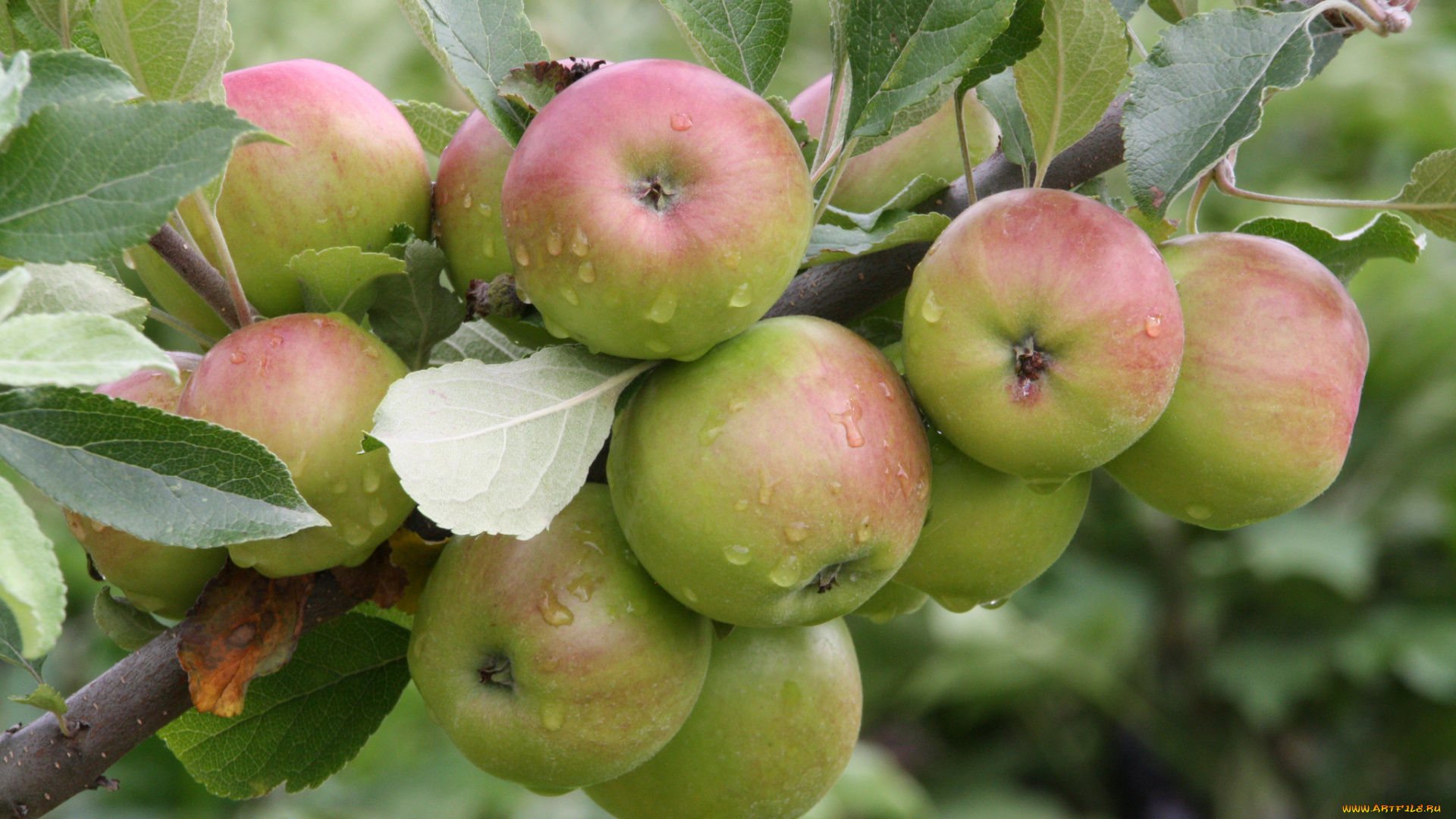 природа, плоды, яблоки