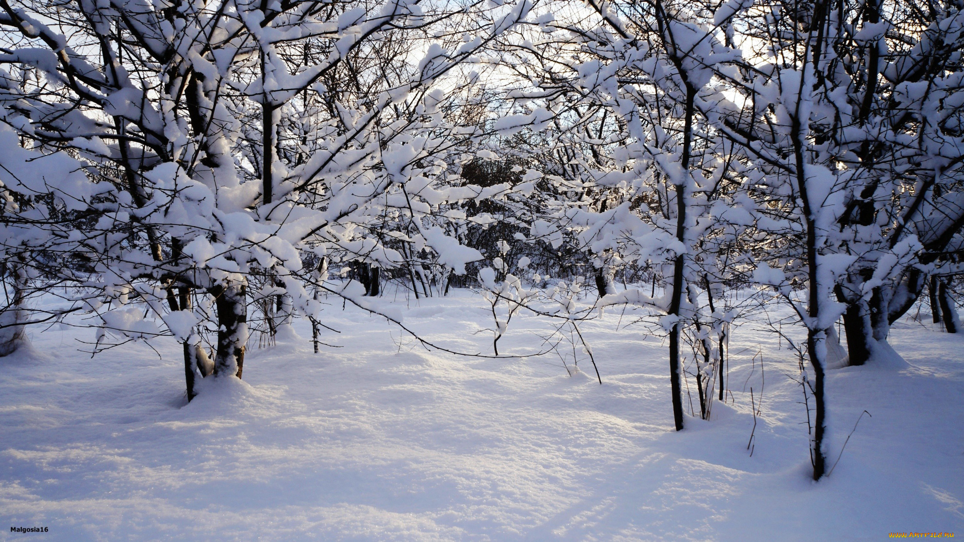 природа, зима, снег, деревья