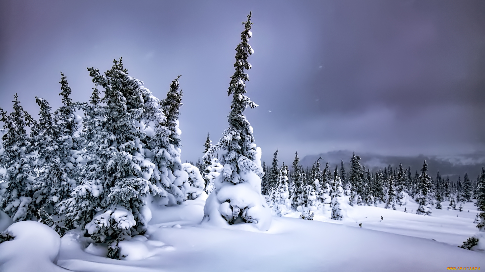 природа, зима, снег, деревья