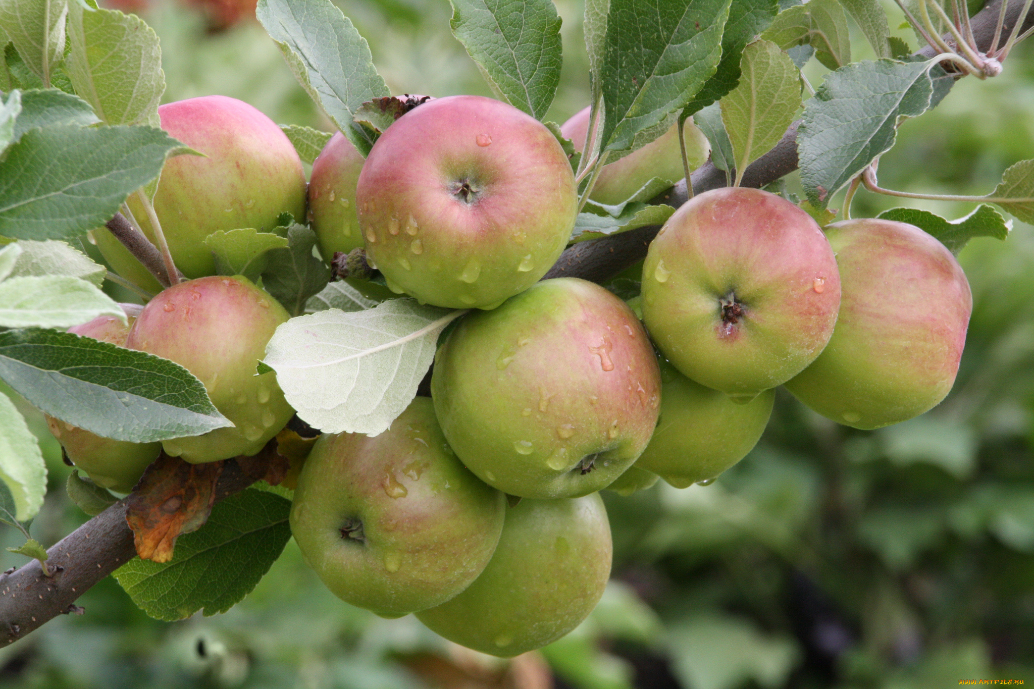 природа, плоды, яблоки