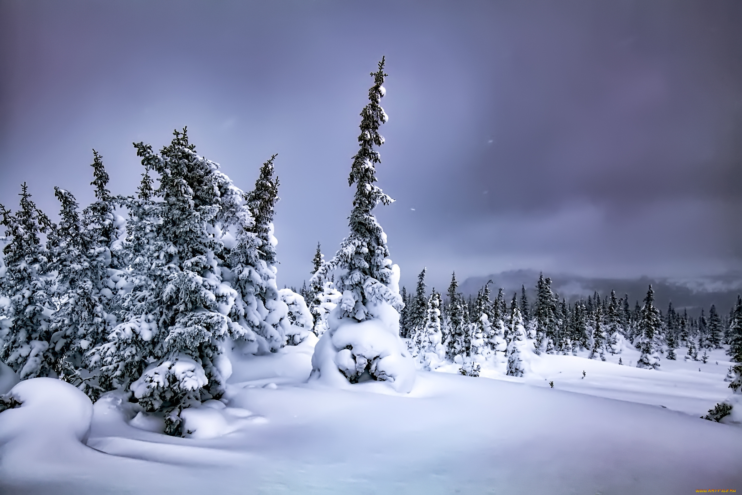 природа, зима, снег, деревья