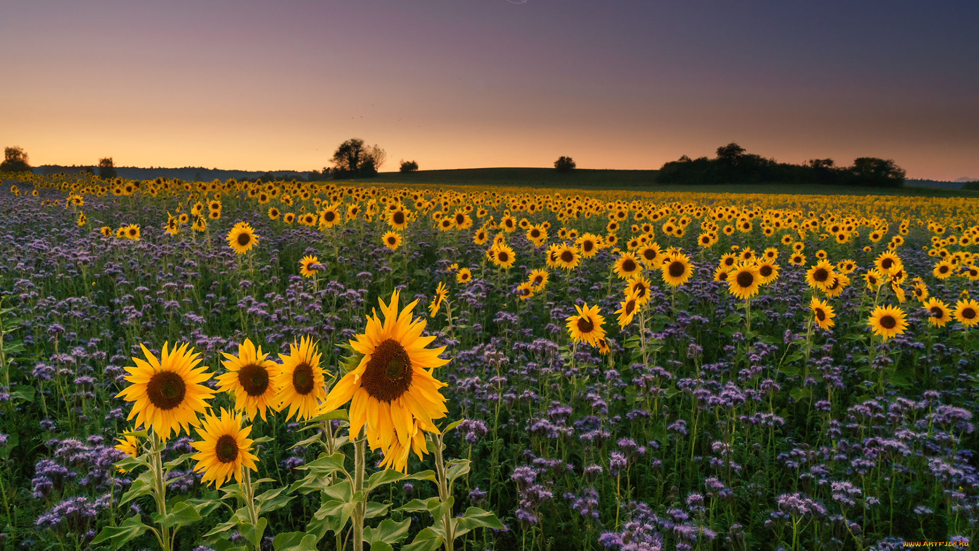 природа, поля, простор