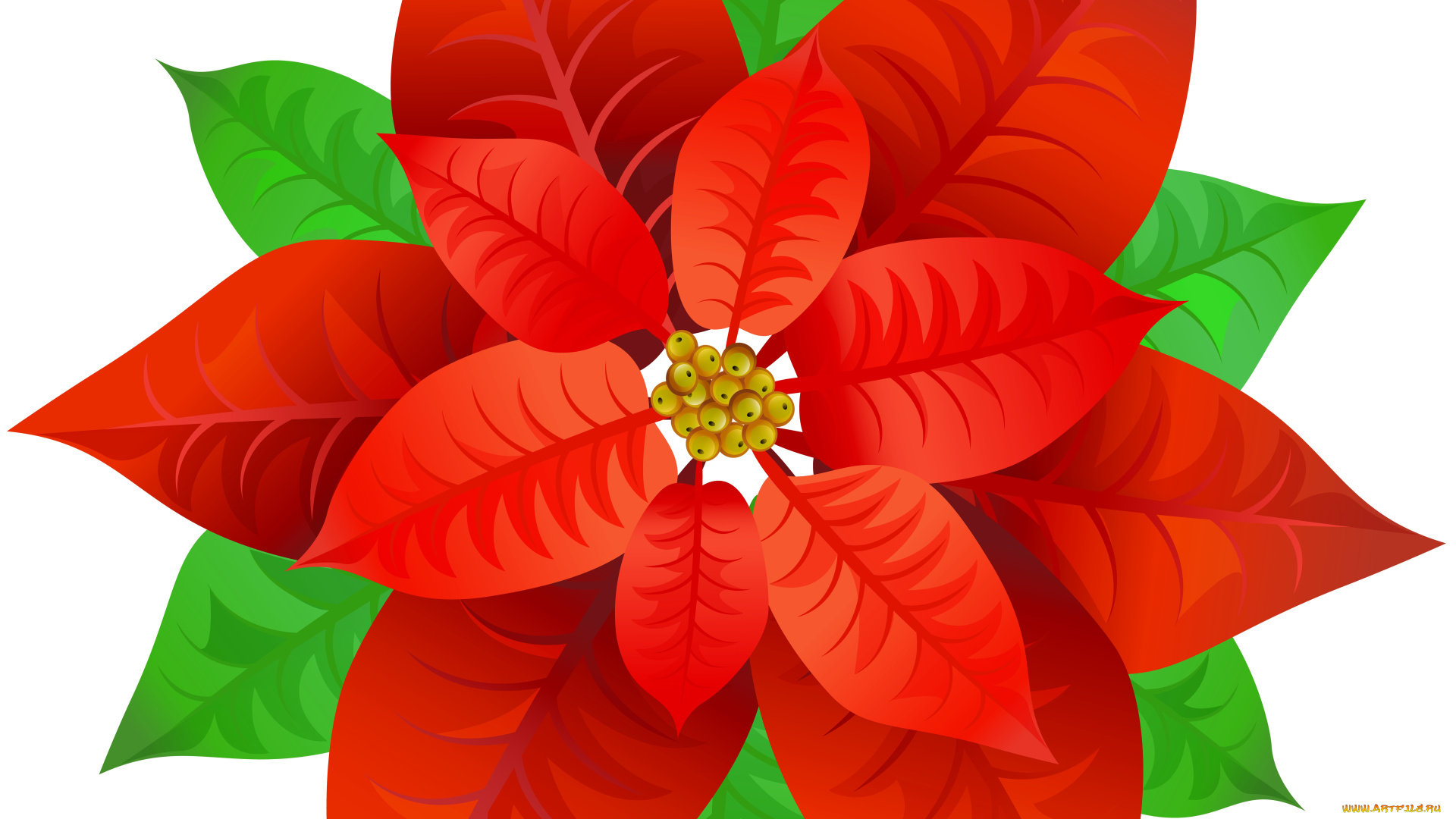 векторная, графика, цветы, , flowers, цветы, фон, лепестки