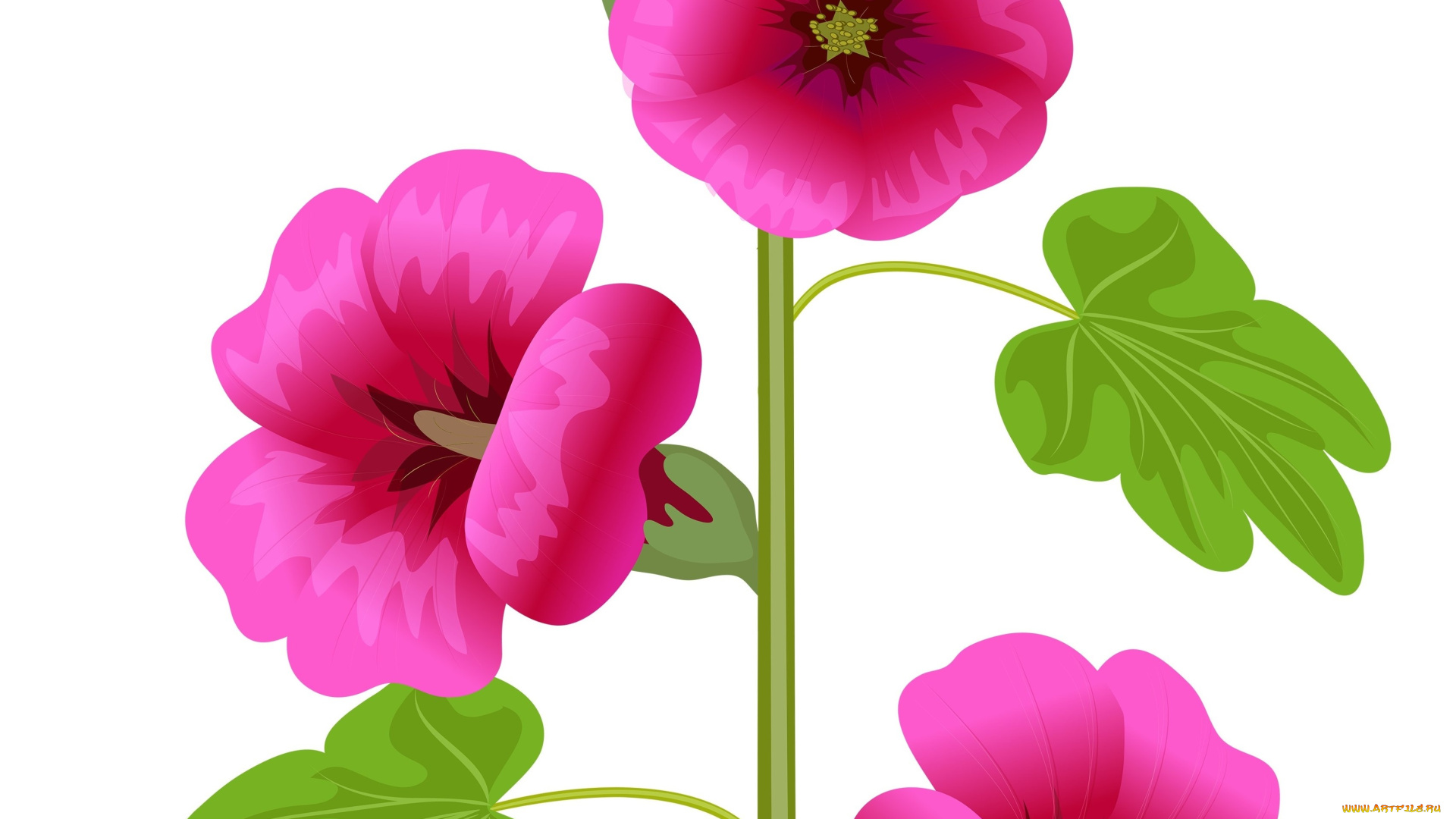 векторная, графика, цветы, , flowers, цветы, лепестки, фон