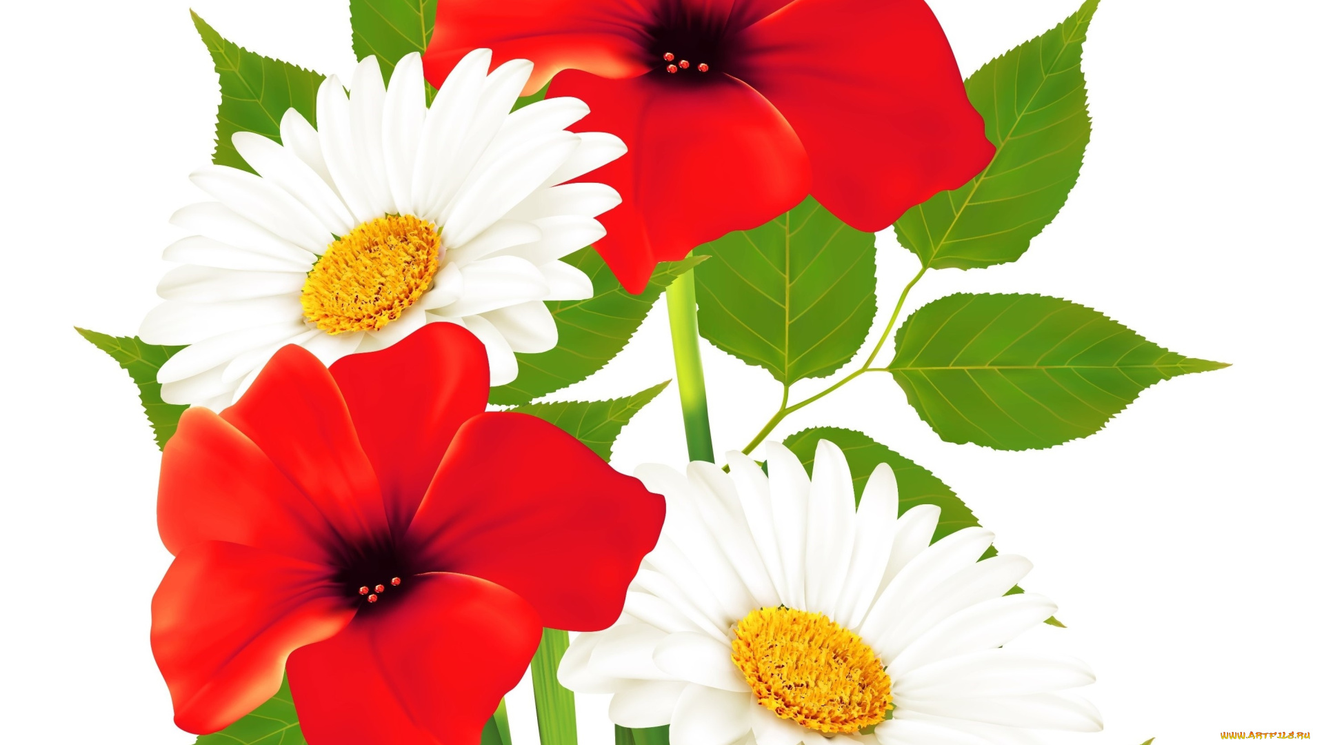 векторная, графика, цветы, , flowers, цветы, фон, лепестки