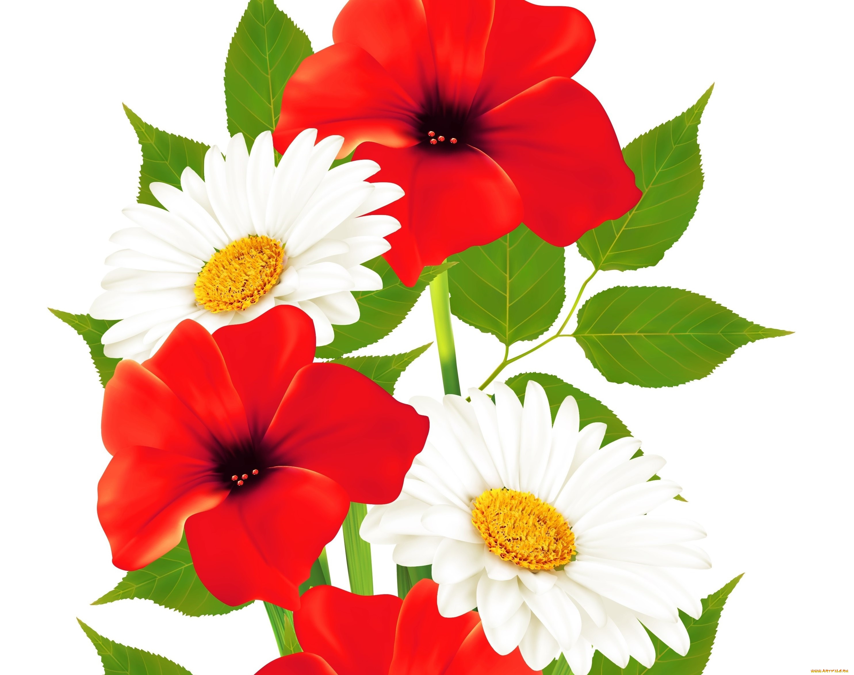 векторная, графика, цветы, , flowers, цветы, фон, лепестки