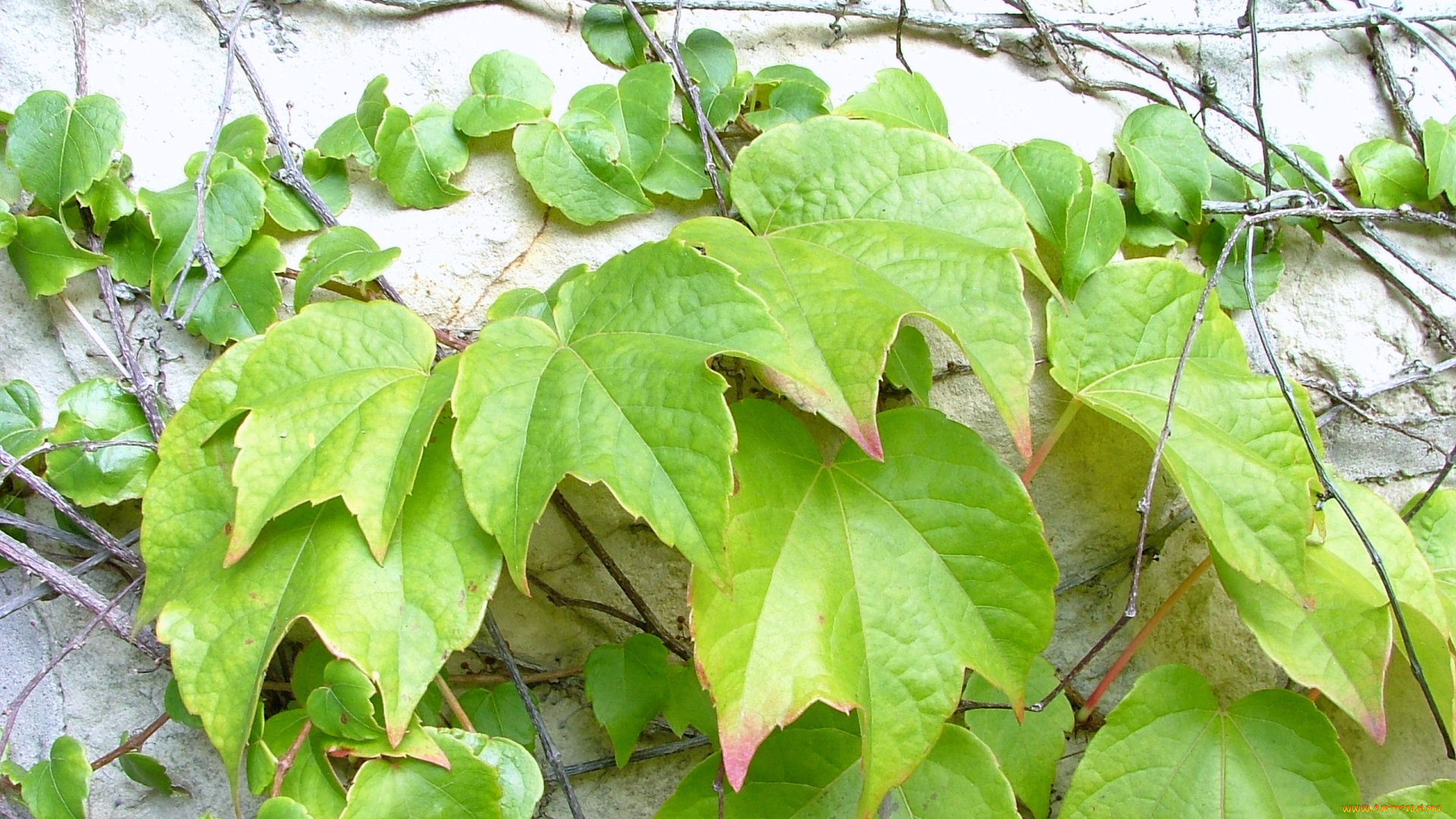 природа, листья, стена, фон