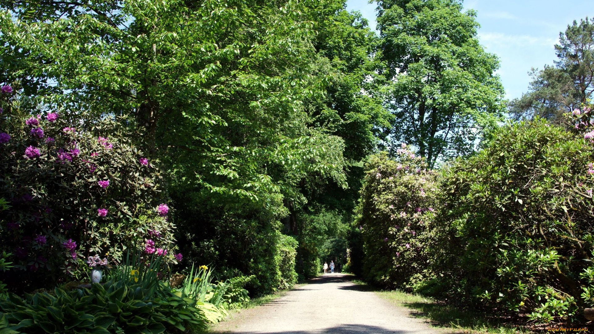 природа, парк, аллея