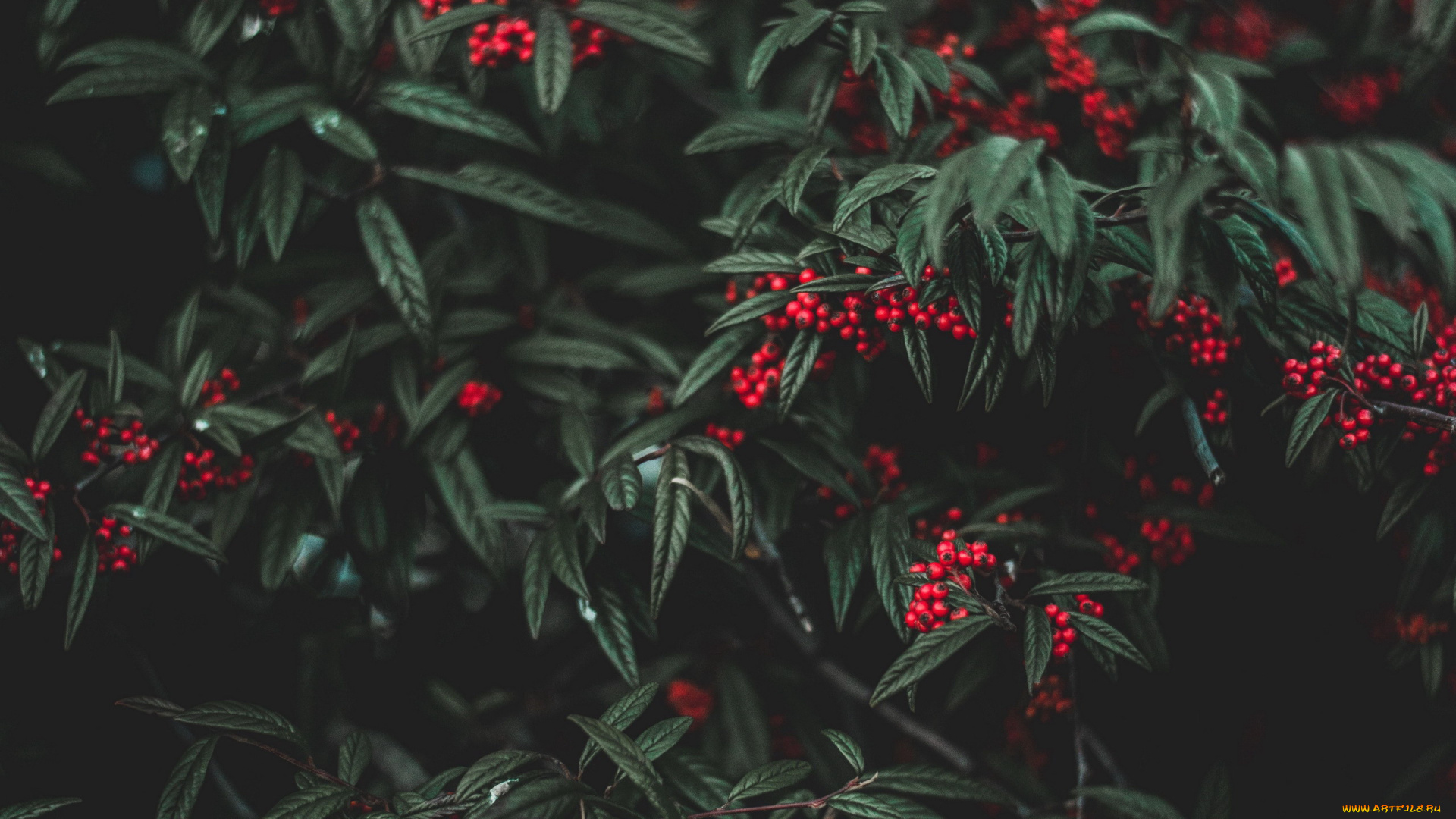 природа, Ягоды, красные, ягоды