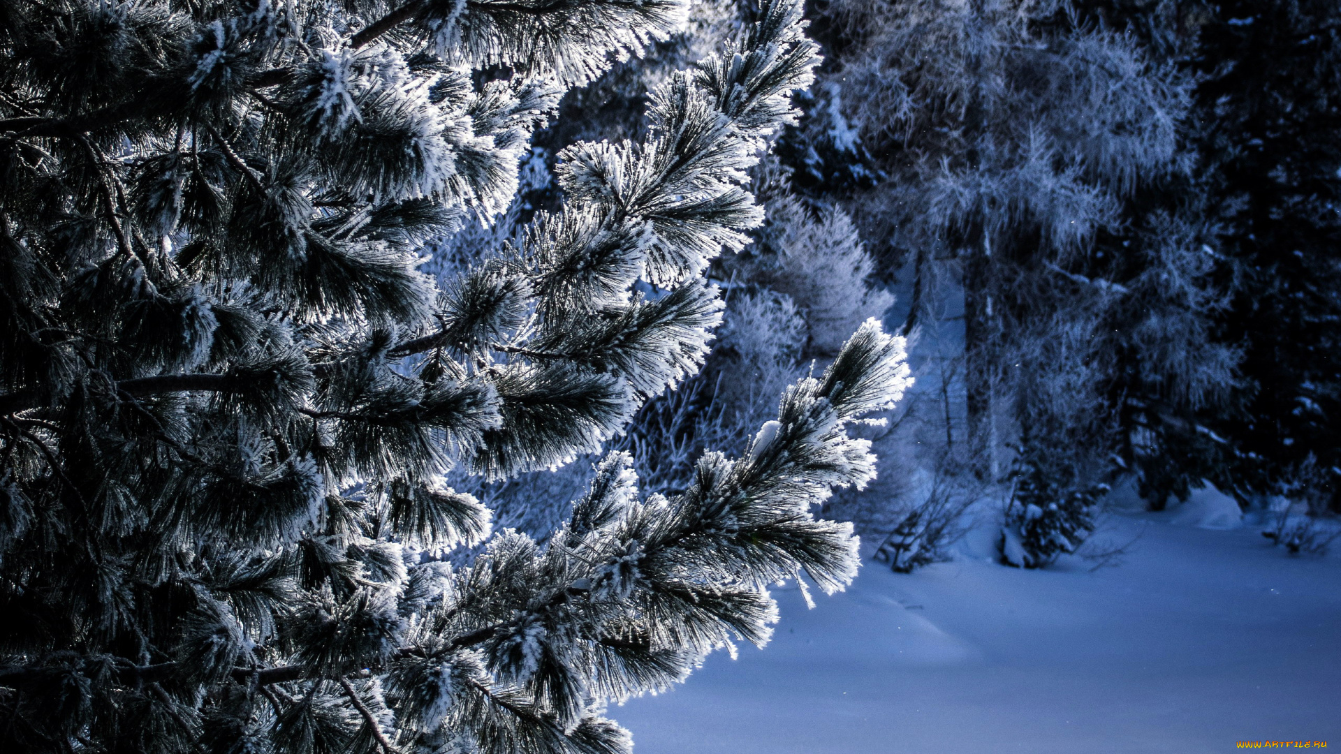 природа, зима, сосны